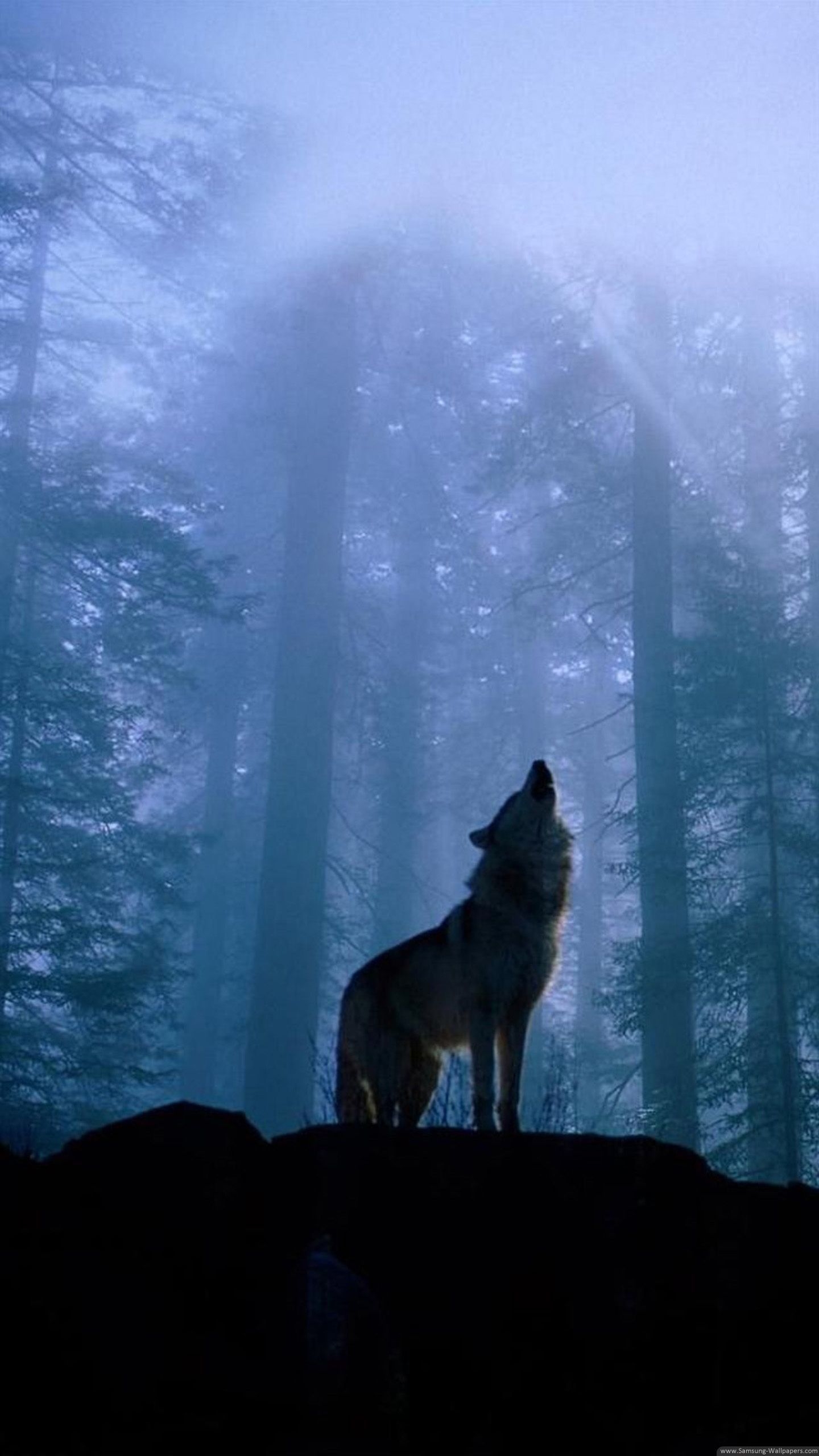 1440x2560 Wolf Lock Screen Wallpaper Free Wolf Lock Screen Background, Phone