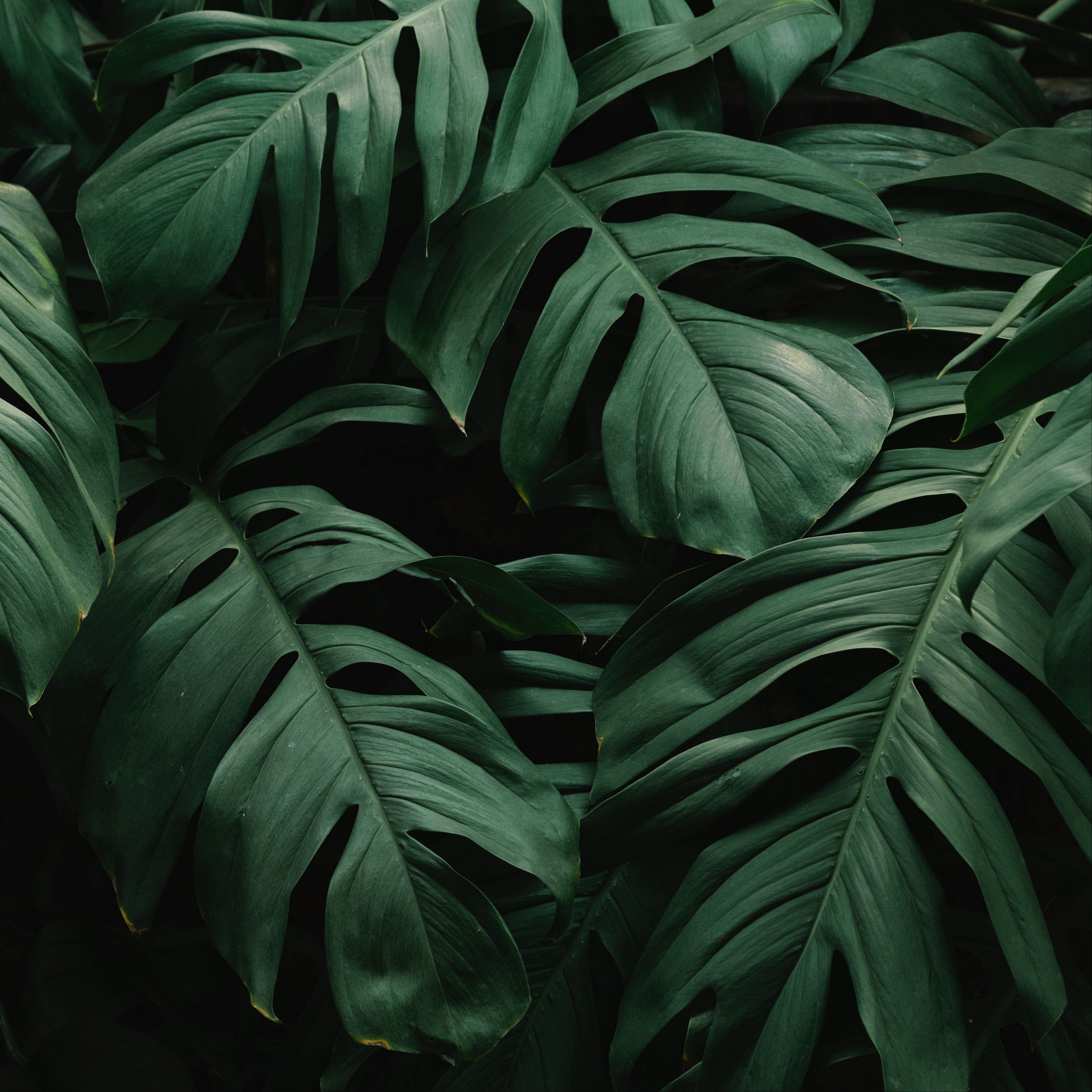 2780x2780 Download wallpaper  leaves, plant, green, dark, vegetation ipad air, ipad air ipad ipa. iPad air wallpaper, iPad mini wallpaper, iPad pro wallpaper, Phone