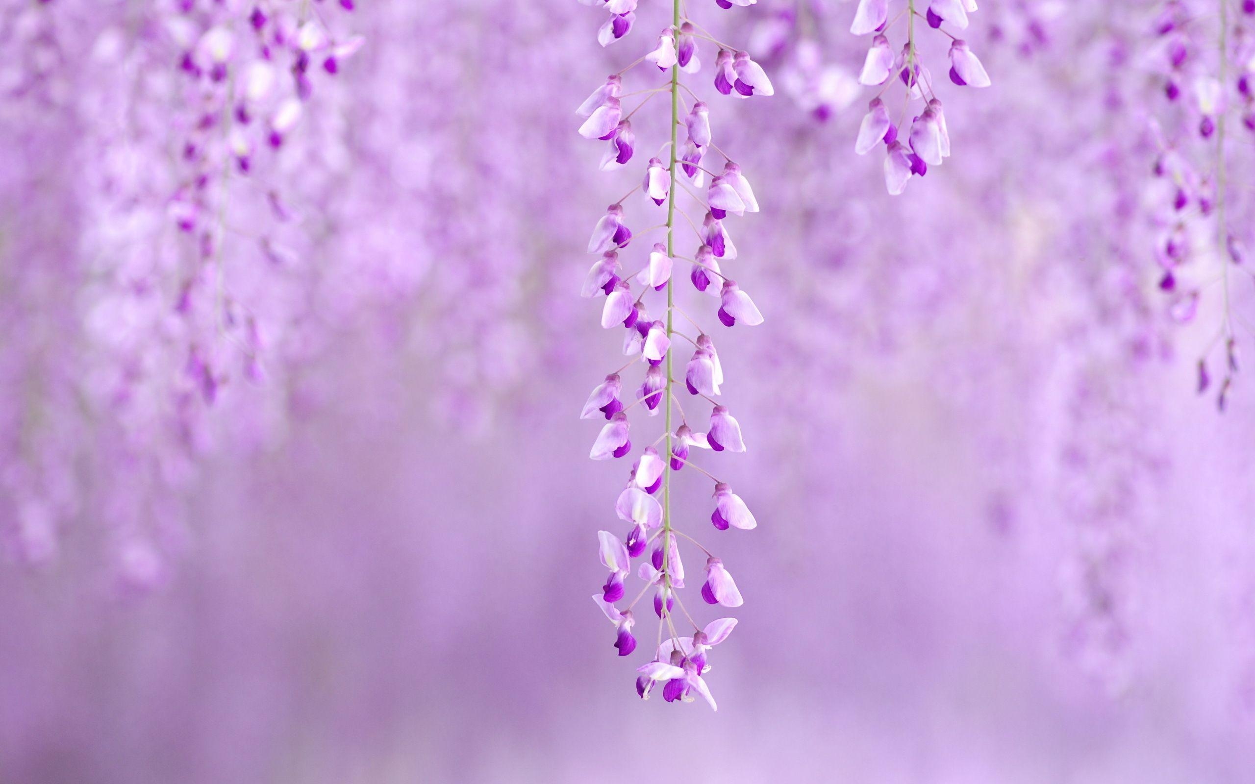 2560x1600 HD Purple Wisteria Wallpaper, Desktop