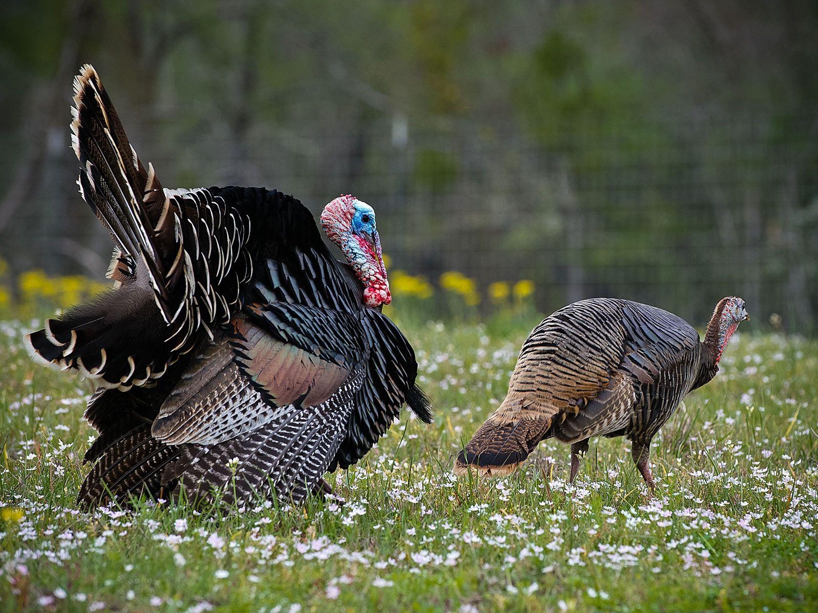 1600x1200 Free Eastern Wild Turkey Wallpaper, Desktop