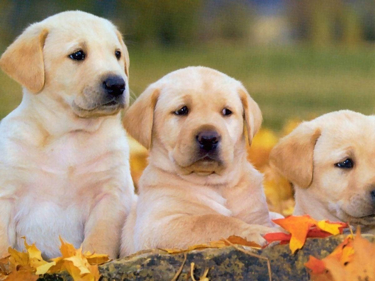 1200x900 Labrador Retriever Wallpaper. Labrador Dog. Puppys, Desktop