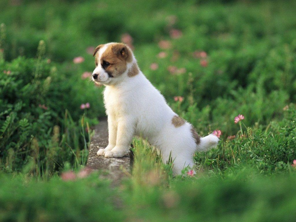 1030x770 Cute Puppy Wallpaper Desktop. Pretty dogs, Cute puppy wallpaper, Cute animals, Desktop