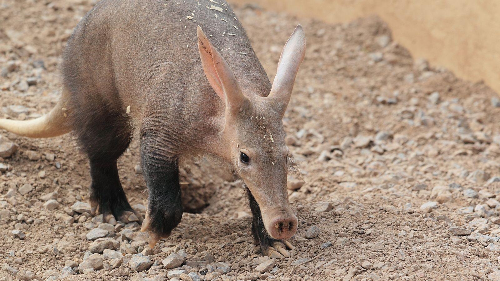 1600x900 Aardvark Wallpaper Animal Spot, Desktop