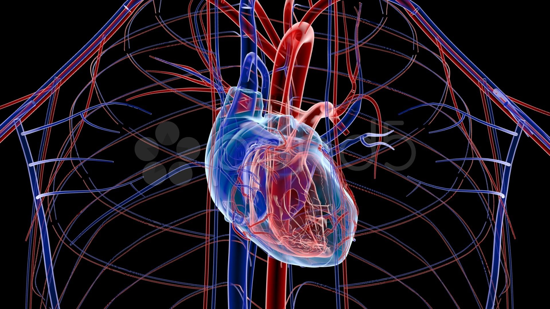 1920x1080 Cardiovascular System Wallpaper. Cardiovascular Wallpaper, Cardiovascular System Wallpaper and Cardiovascular Background, Desktop