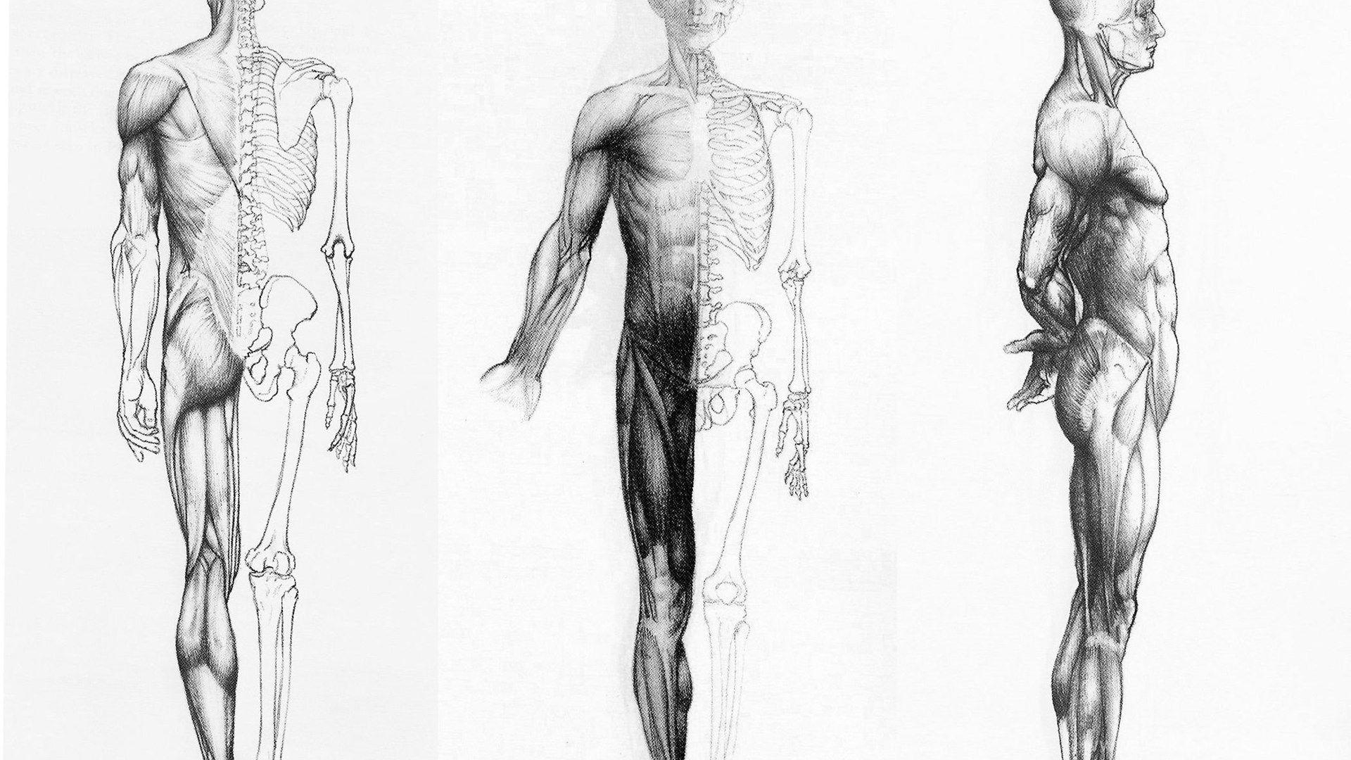 1920x1080 Human Anatomy In Three Ways Wallpaper HD Desktop Background, Desktop