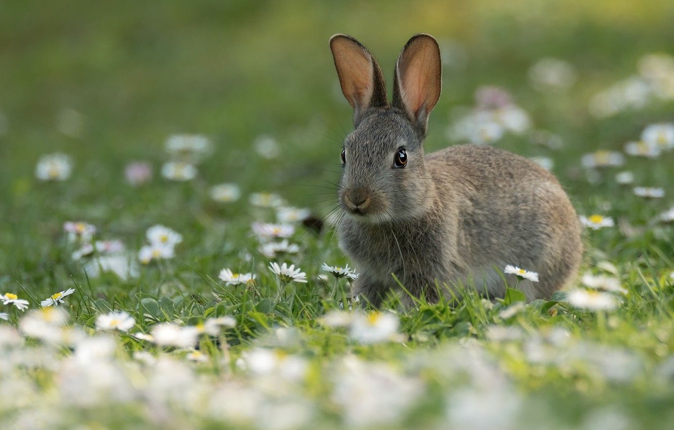 1340x850 Wallpaper summer, look, flowers, grey, glade, hare, chamomile, spring, rabbit, cute, face, Bunny, rabbit, Daisy, hare image for desktop, section животные, Desktop