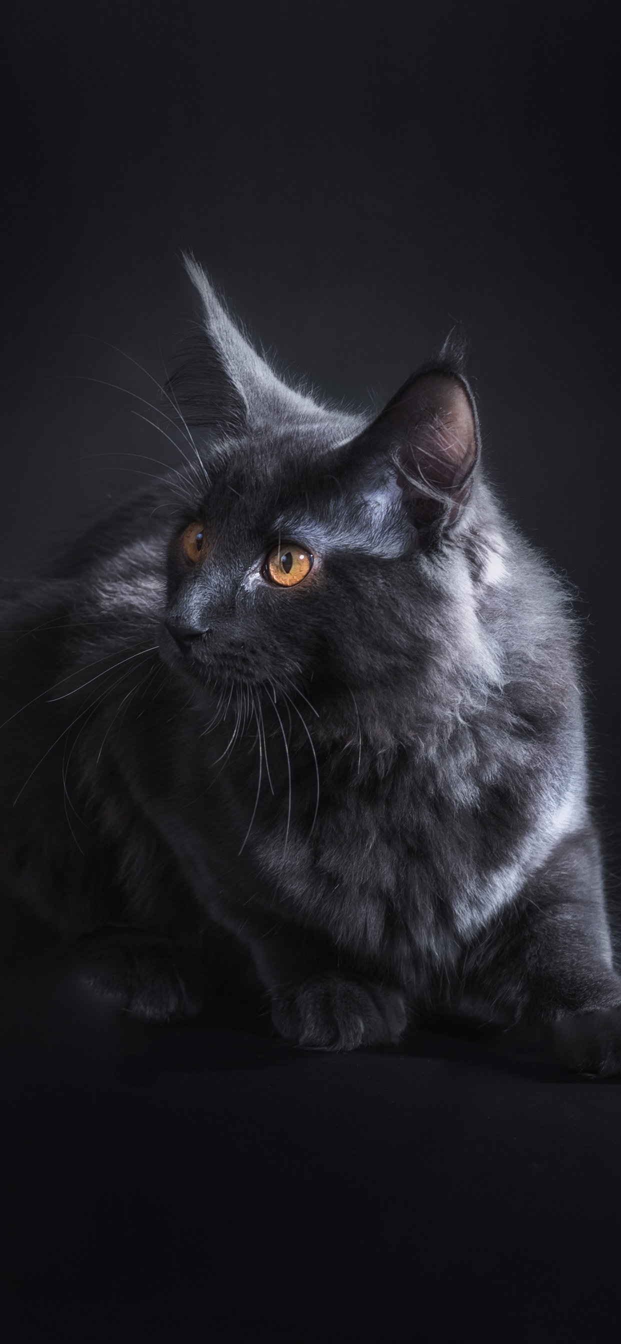 1250x2690 Black Cat 5k iPhone XS MAX HD 4k Wallpaper, Image, Background, Photo and Picture, Phone