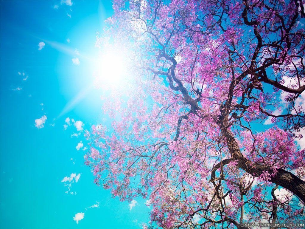 1030x770 Beautiful Spring Nature Wallpaper HD Cool 7 HD Wallpaper, Desktop