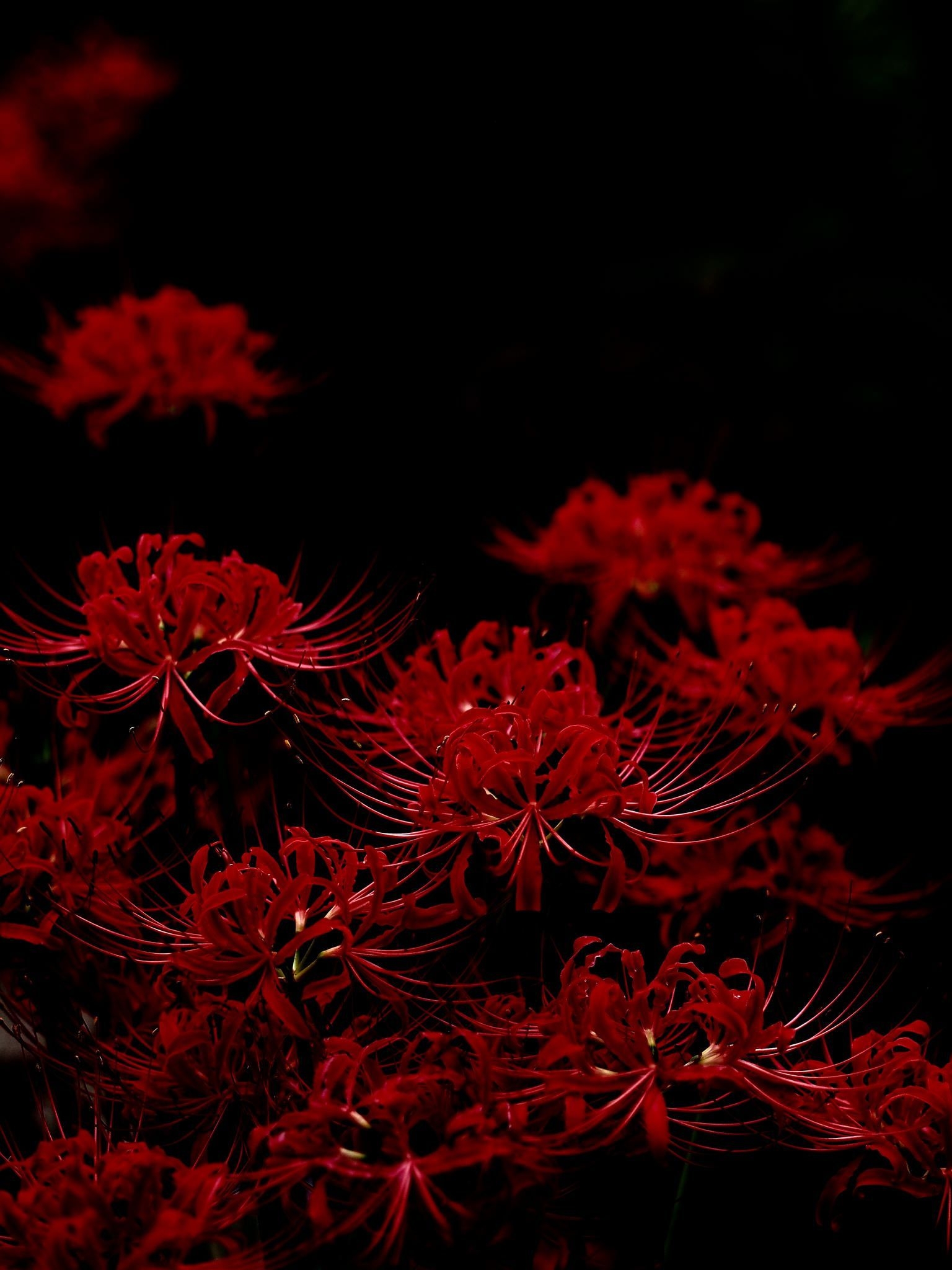 1540x2050 Best 彼岸花 曼珠沙華 image. Red spider lily, Chinese art, Phone