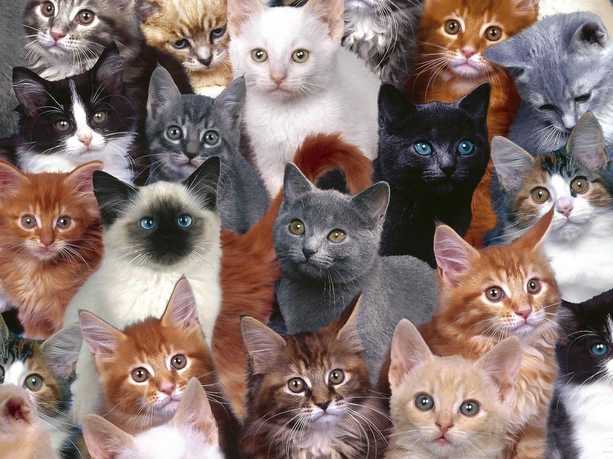 1200x900 Cat Collage Wallpaper.com. Beautiful cats, Cute cats, Kittens cutest, Desktop