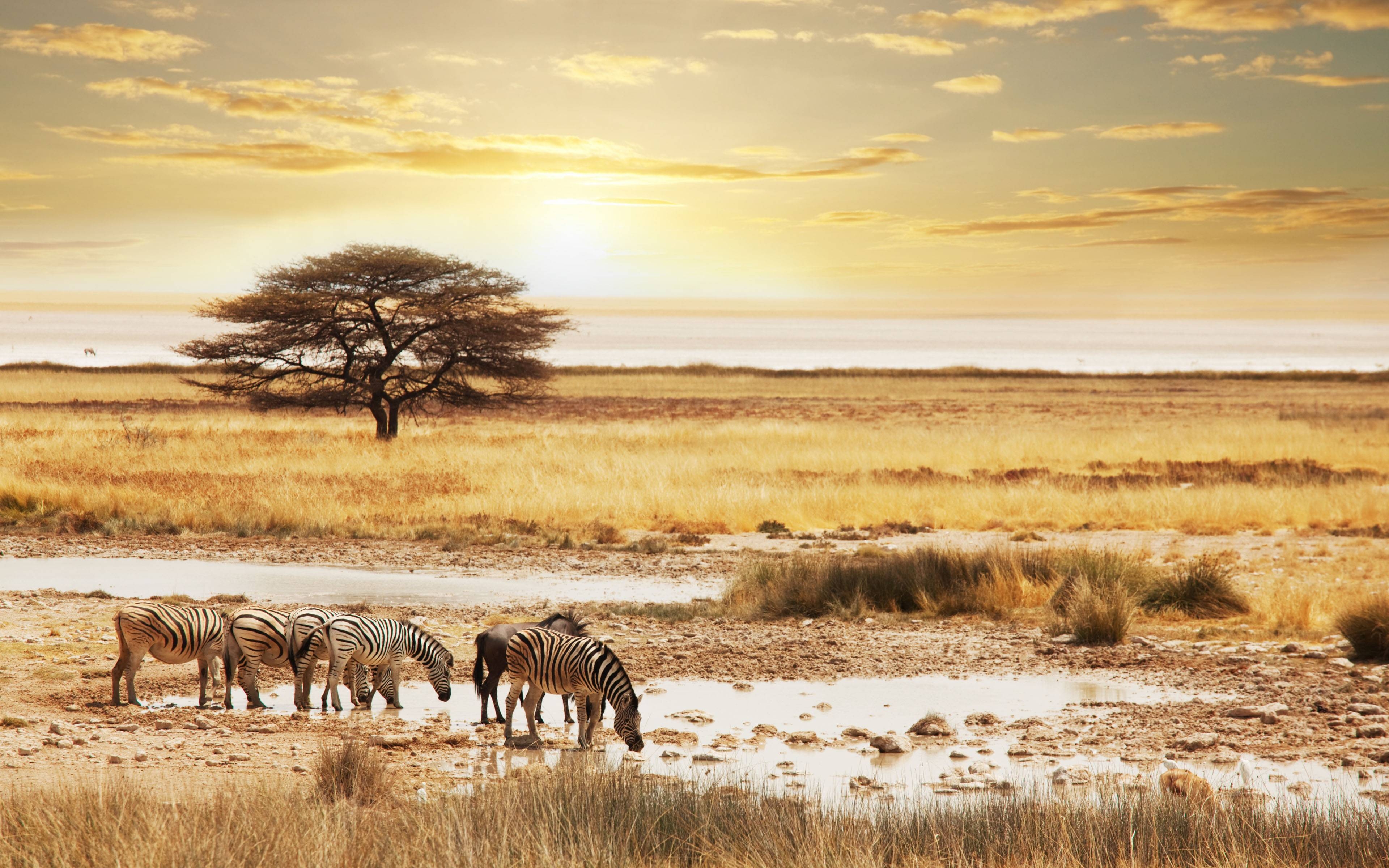 3840x2400 Namibia Safari Wallpaper, Desktop