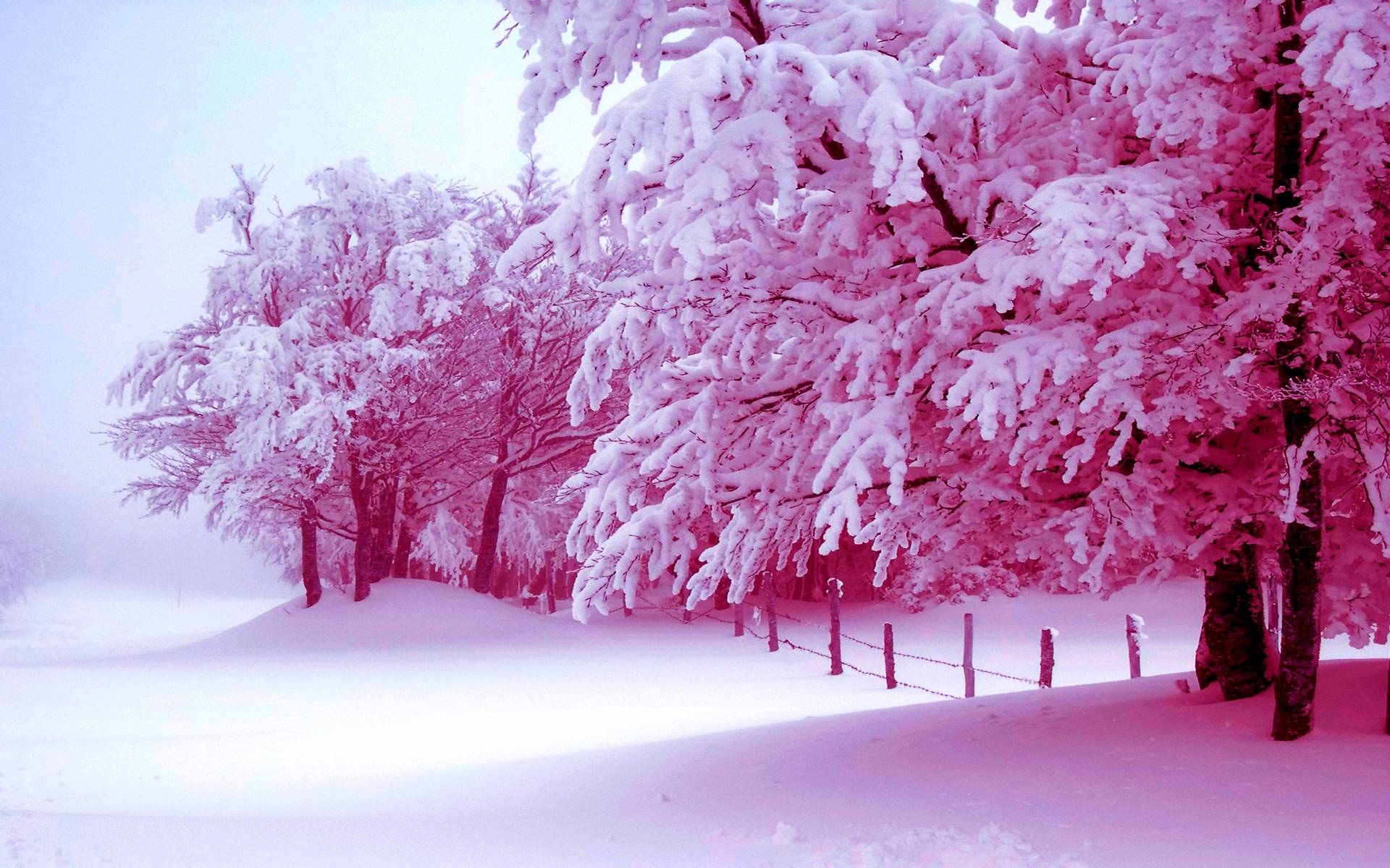 1920x1200 Pink Winter Wallpaper Free Pink Winter Background, Desktop