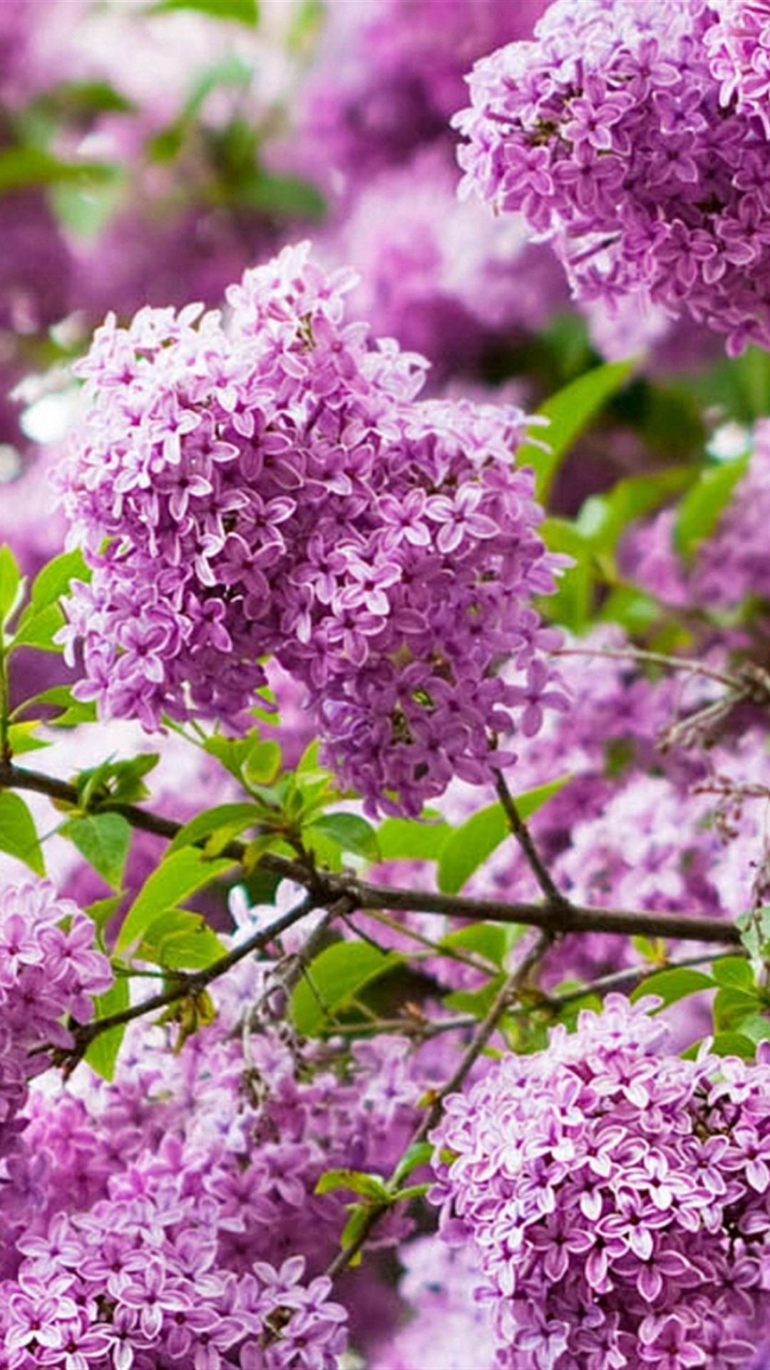 1080x1920 Lilacs Flowering Bud Branch iPhone 4s Wallpaper Free Download, Phone