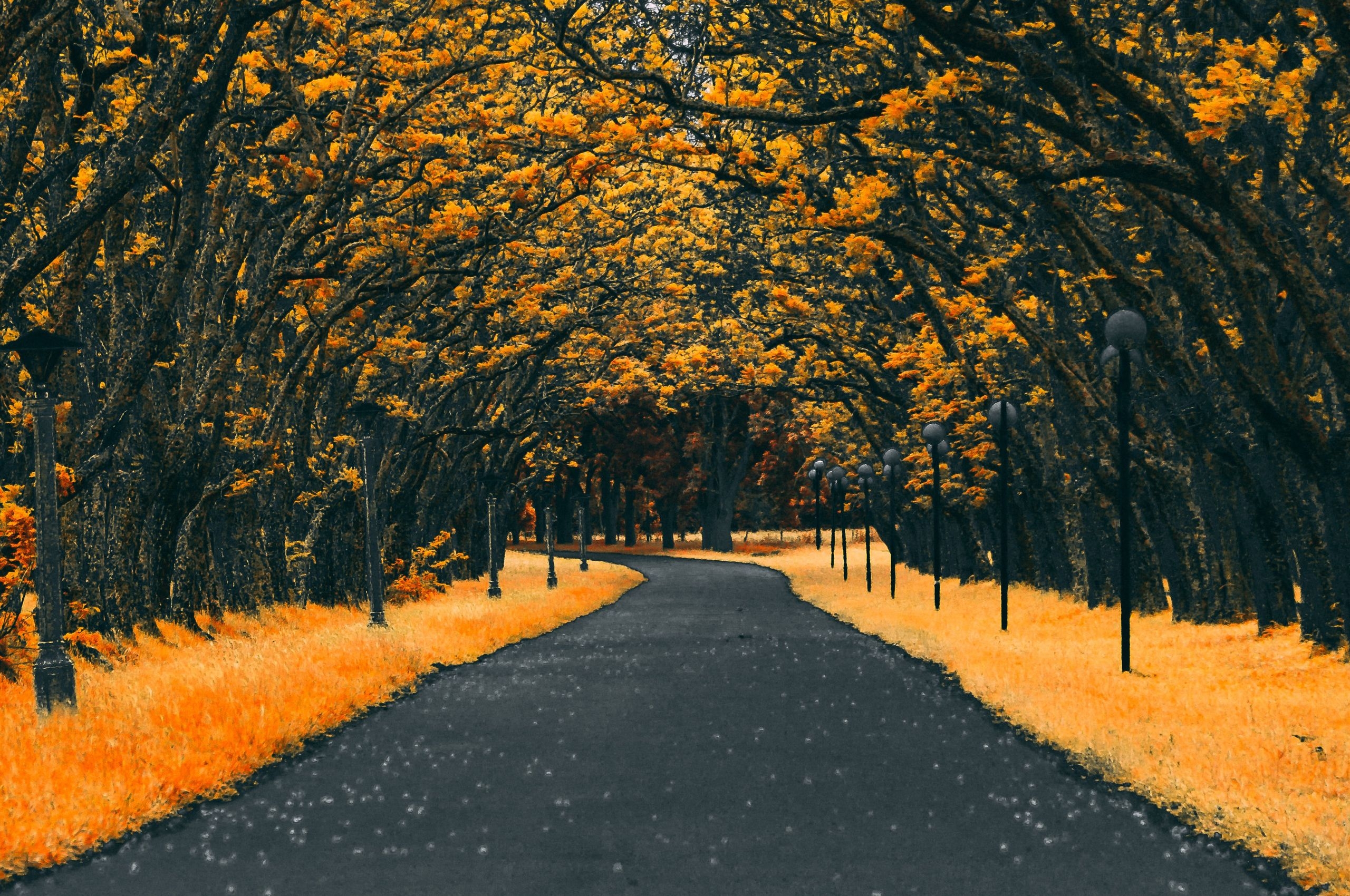 2560x1700 Paved Road Autumn 4k Chromebook Pixel HD 4k Wallpaper, Image, Background, Photo and Picture, Desktop