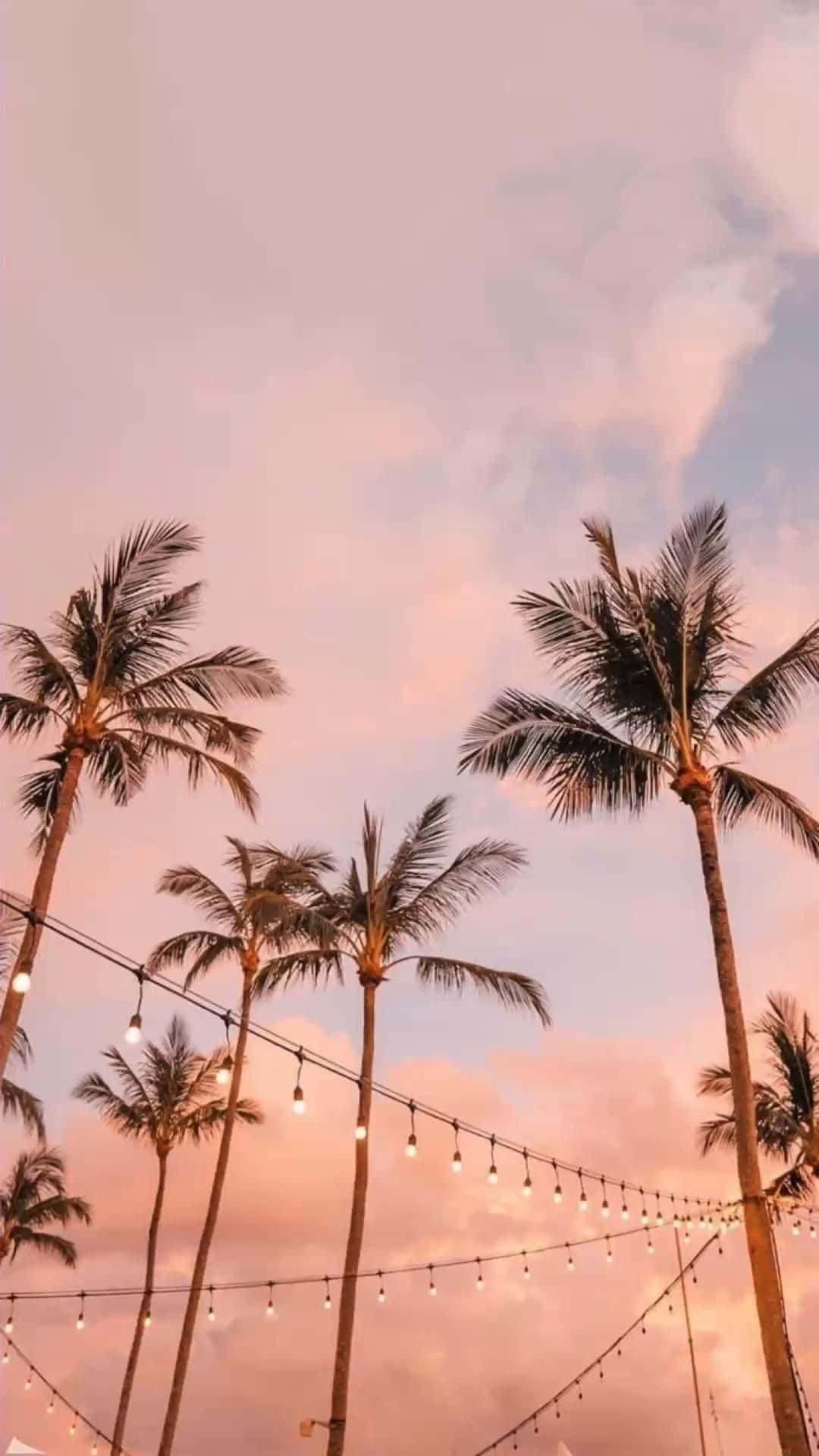 1080x1920 Download A Group Of Palm Trees In Front Of A Pink Sky, Phone