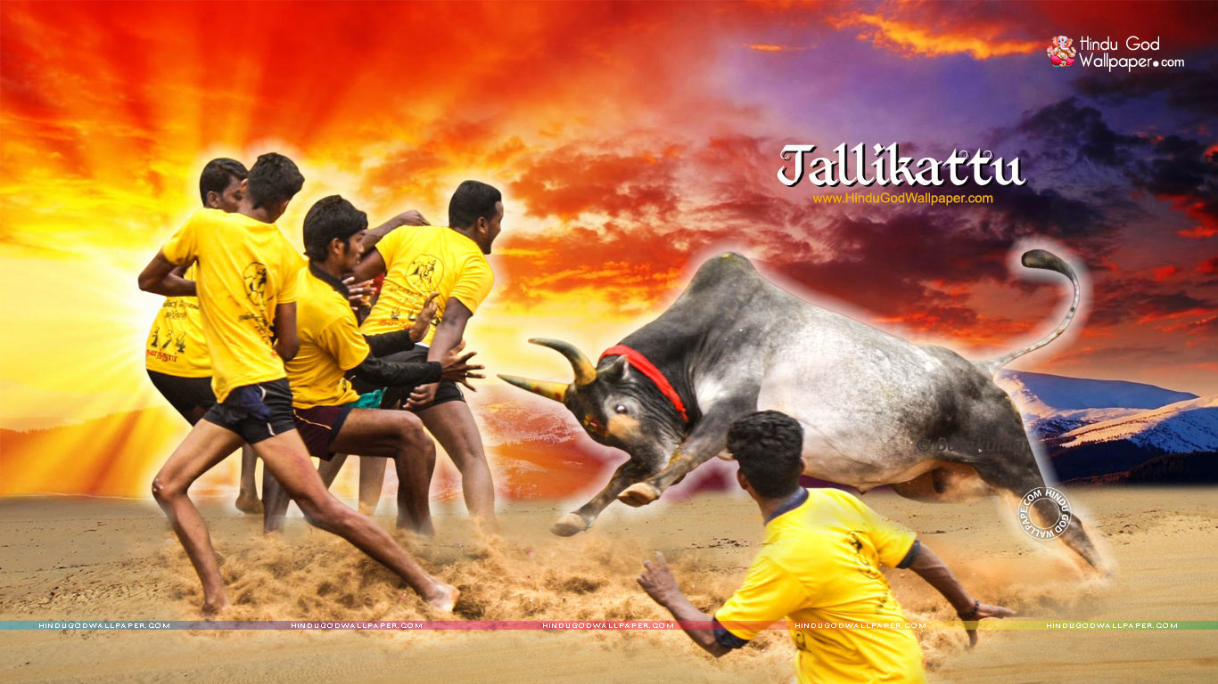 1370x770 Jallikattu HD Image, Desktop