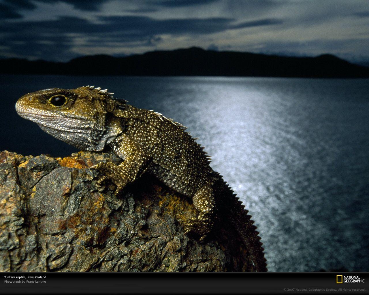 1280x1030 Tuatara. Animals, Animal, Desktop