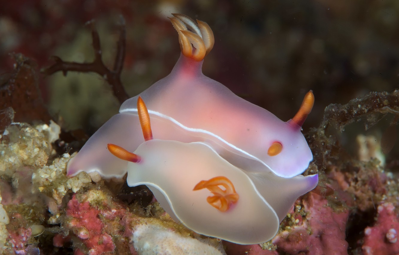 1340x850 Wallpaper pair, marine fauna, sea slug image for desktop, section животные, Desktop