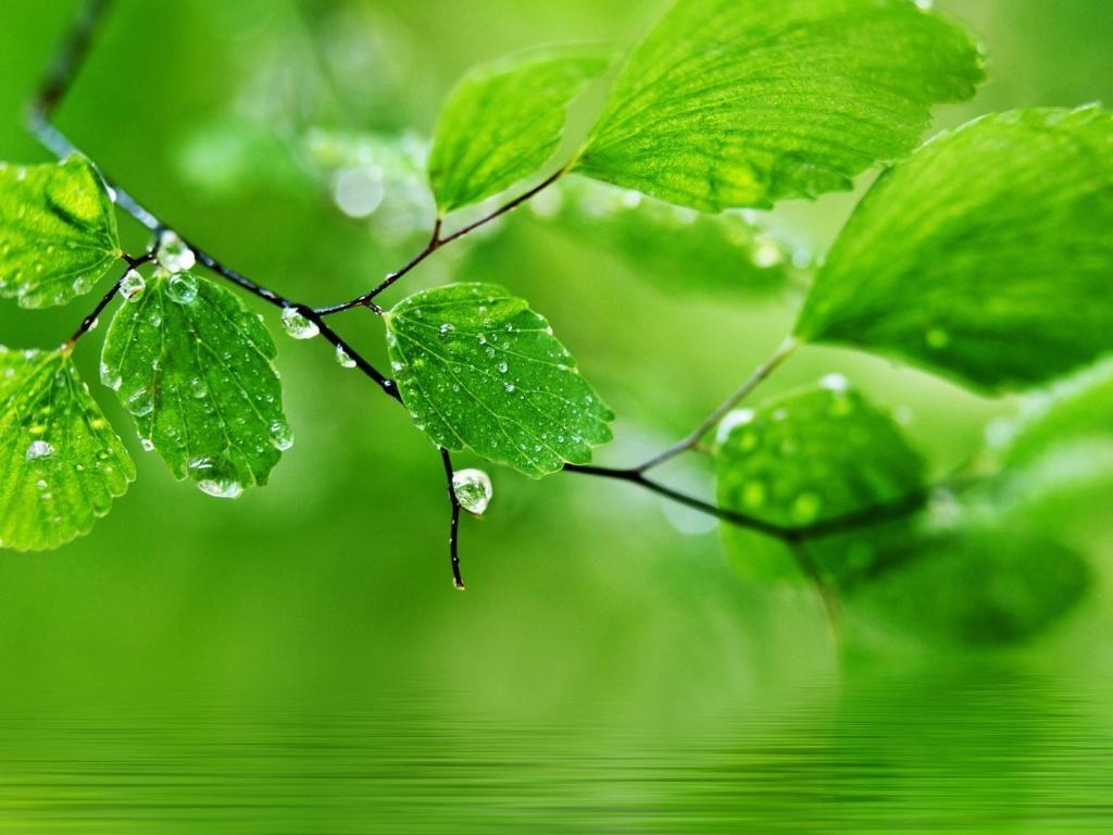 1030x770 Green nature HD Wallpaper For PC Computer Free Download. Green, Desktop