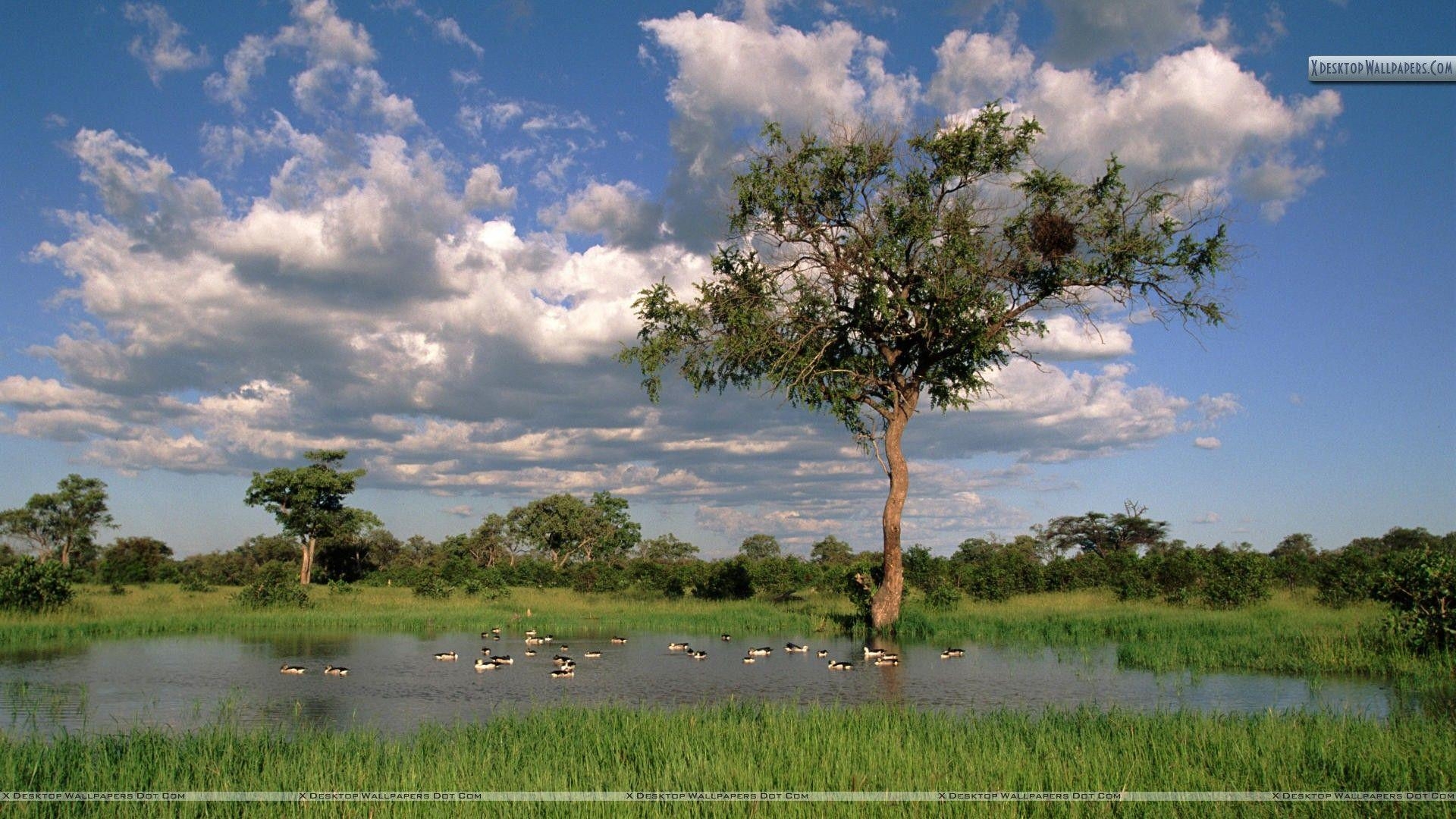 1920x1080 Comb Ducks on Lake, Savute Chobe National Park, Botswana Wallpaper, Desktop