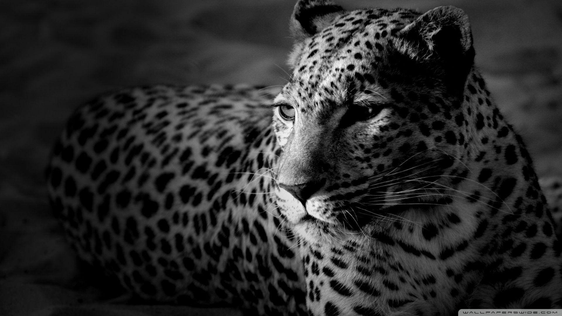 1920x1080 Black And White Jaguar HD desktop wallpaper, Widescreen, High, Desktop