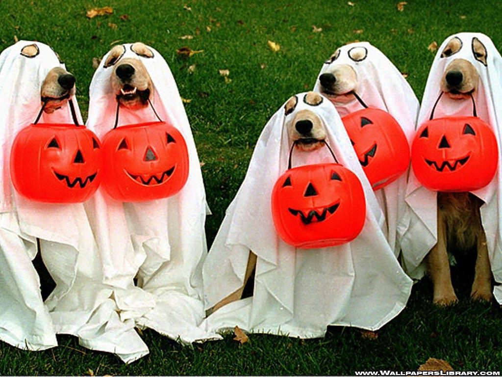 1030x770 Halloween Pets Wallpaper, Desktop