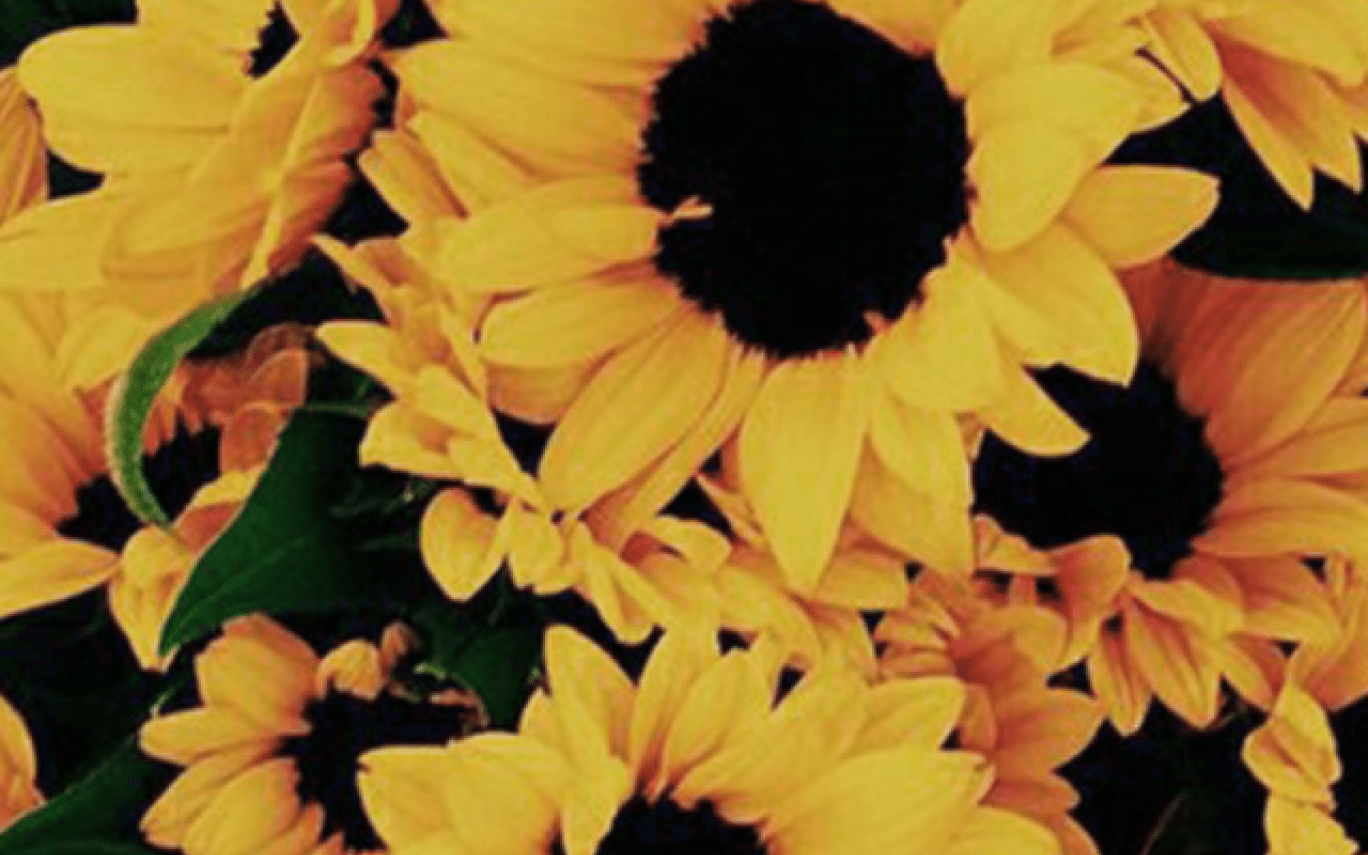 1370x860 Image Result For Sunflower Wallpaper iPhone 7 Tumblr, Desktop