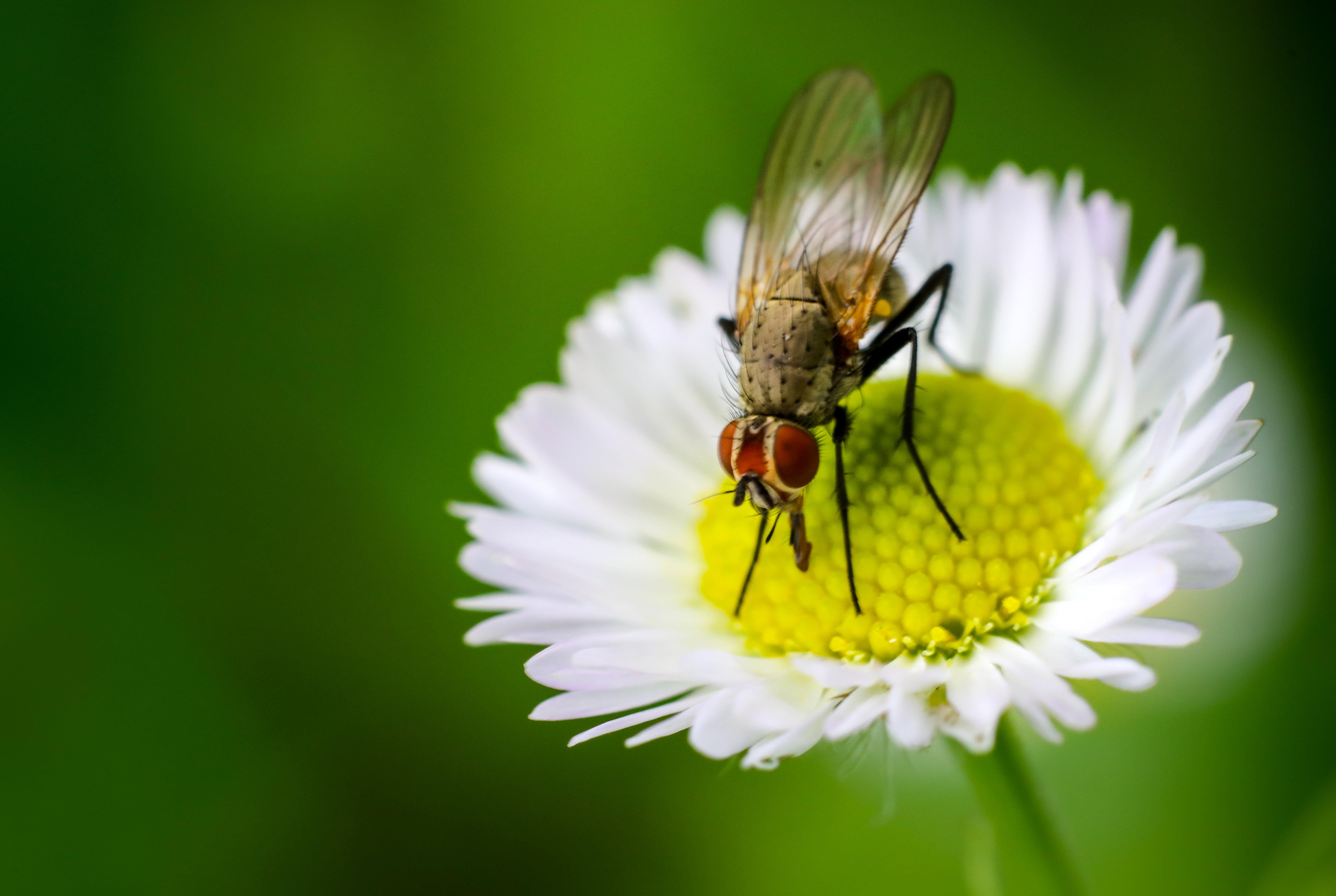 5580x3750 Common Housefly On A White Petaled Flower Macro Photo HD, Desktop