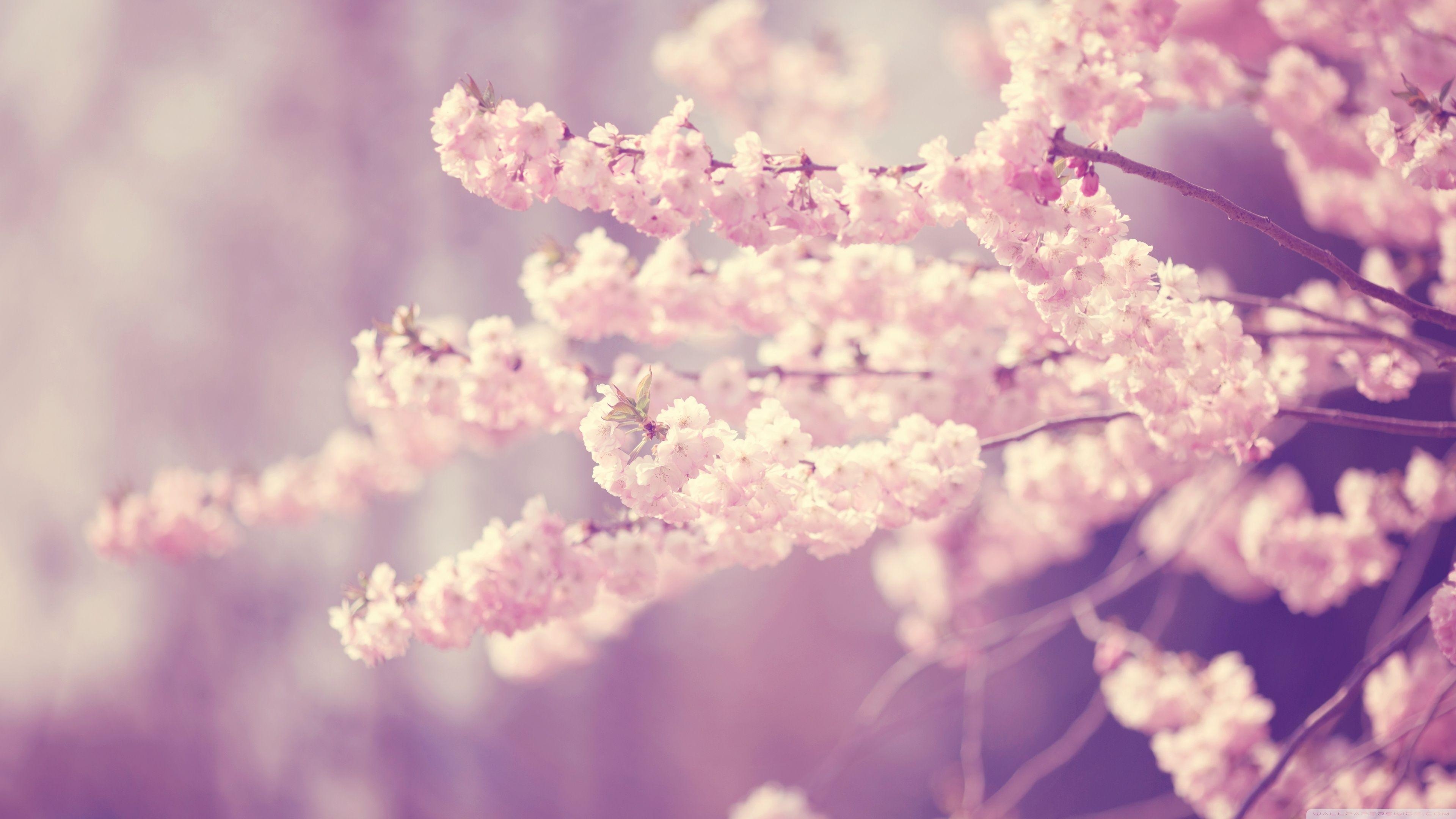 3840x2160 Pink Cherry Blossom Wallpaper Free Pink Cherry Blossom, Desktop