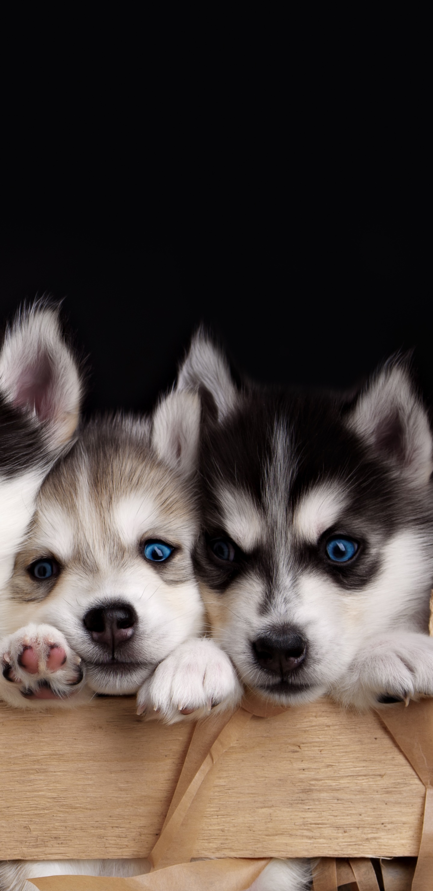 1440x2960 Wallpaper / Animal Husky, Cute, Dog, Puppy, Blue Eyes,  Phone Wallpaper, Phone