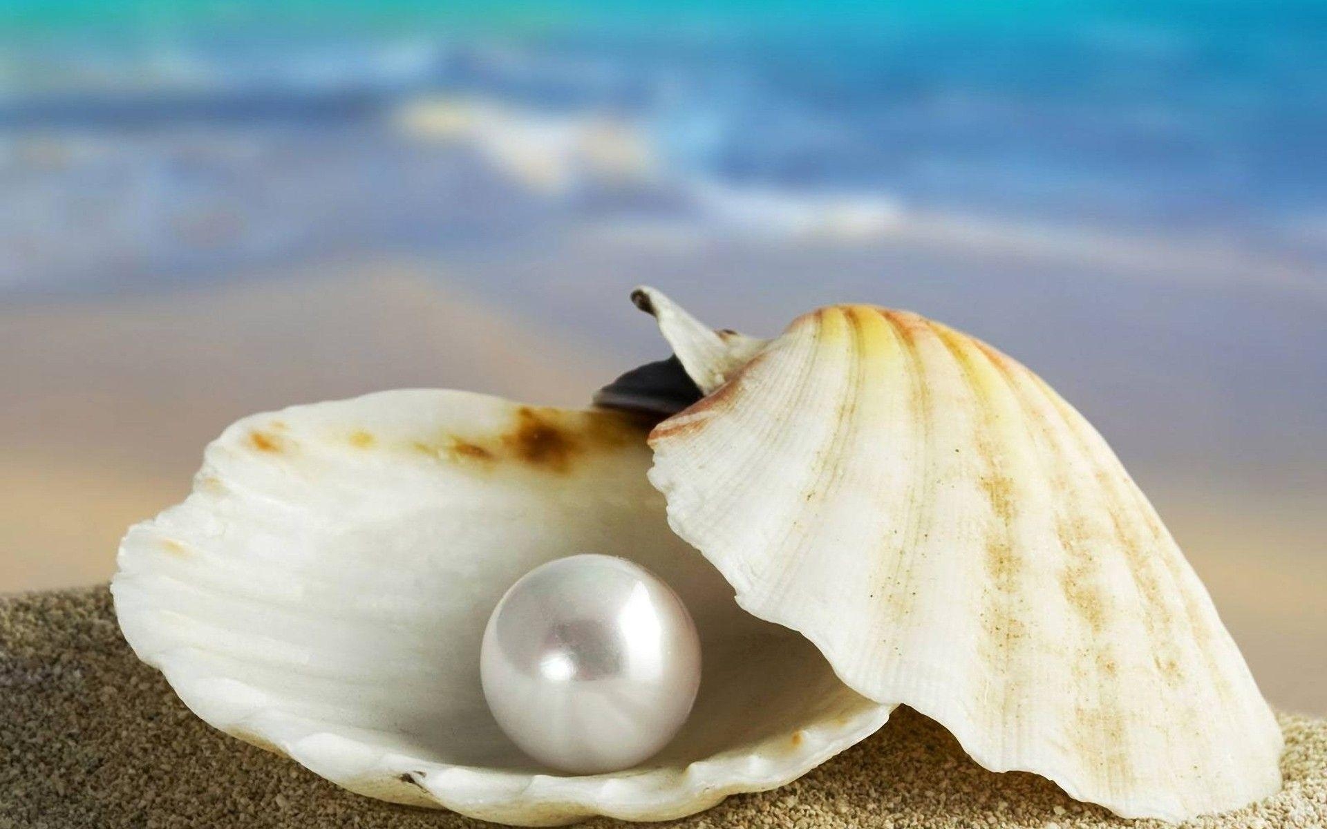 1920x1200 Seashells On The Beach Wallpaper, Desktop