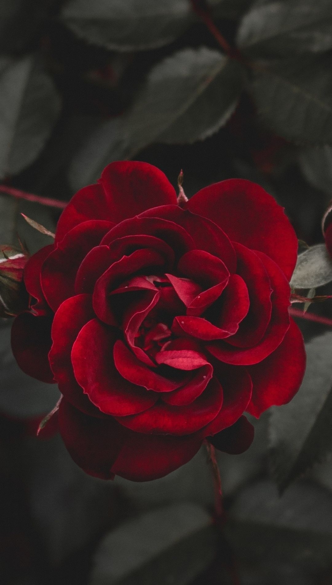 1080x1900 Red Rose Flower iPhone Wallpaper HQ, Phone