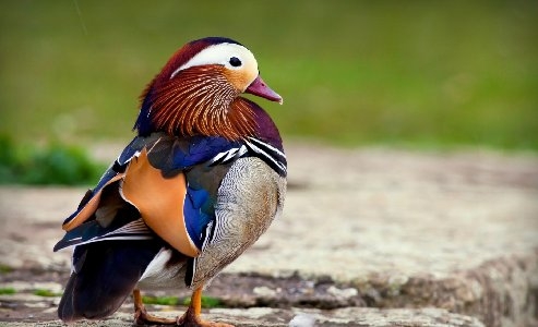 500x300 Close Up Birds Ducks Mandarin Duck Desktop Background Wallpaper, Desktop