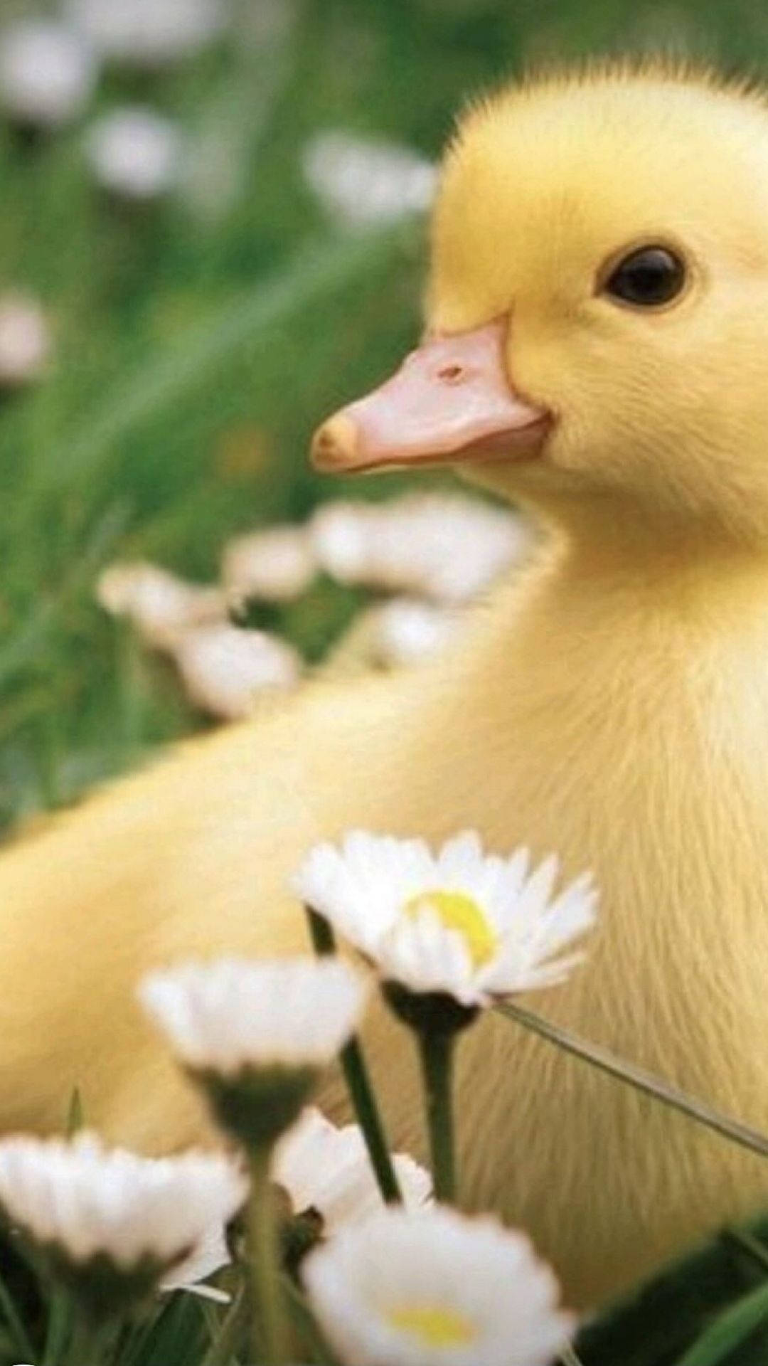 1080x1920 Download Sweet Baby Duck Wallpaper, Phone