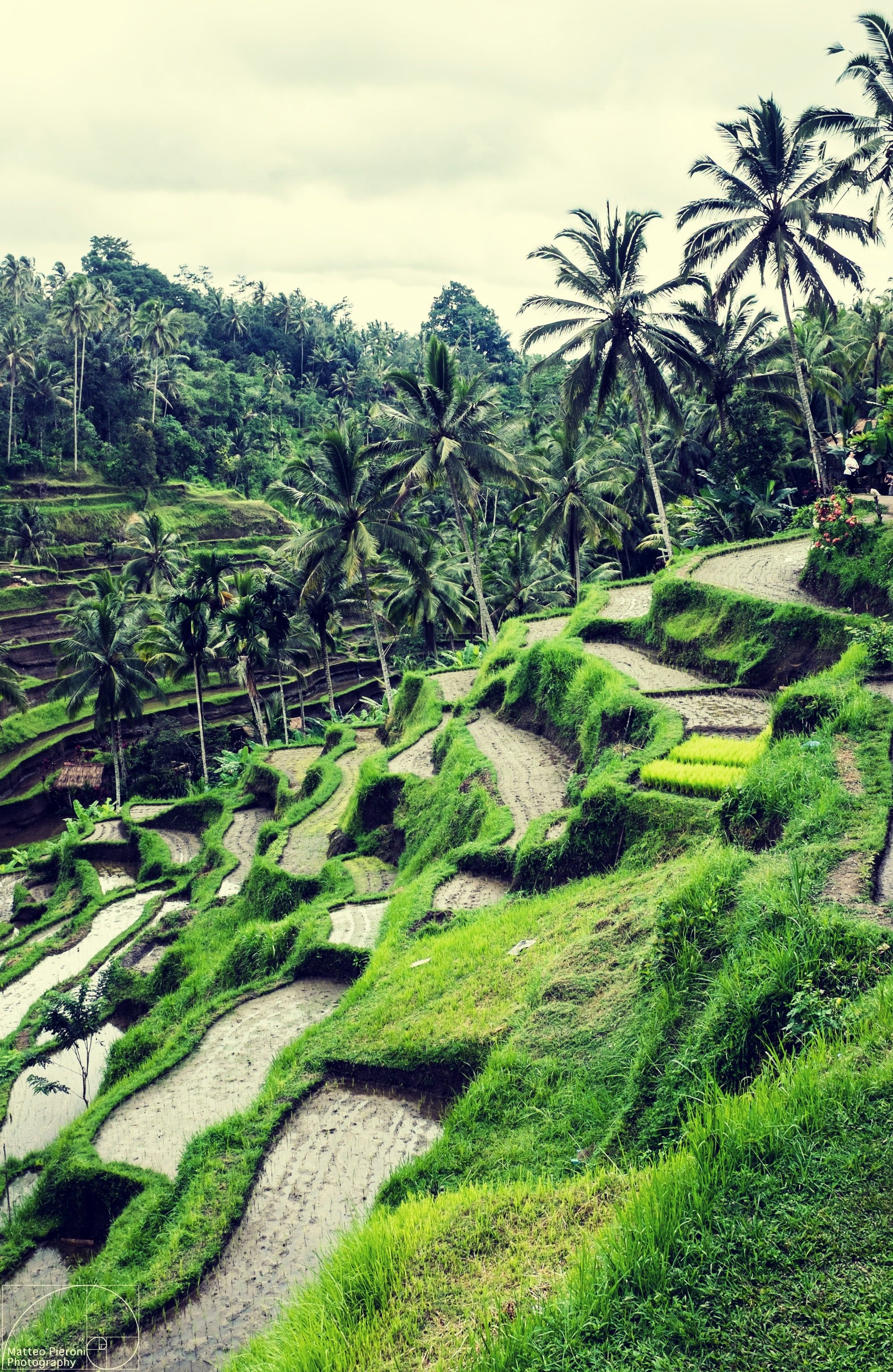 2000x3080 Amazing Rice Fields in Ubud. Indonesia Wallpaper in 2019, Phone