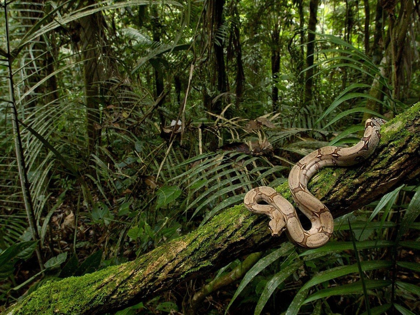 1400x1050 Congo River HD Desktop Wallpaper 25644, Desktop