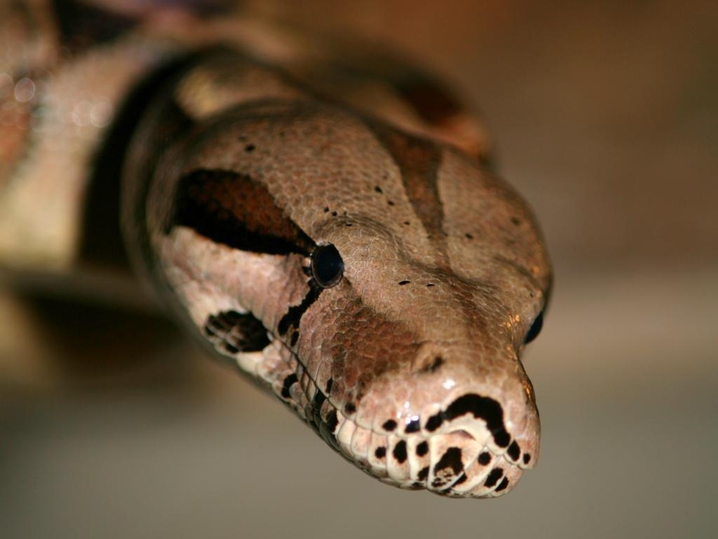1030x770 Boa Constrictor, High Quality Background, Jitendra Avery, Desktop