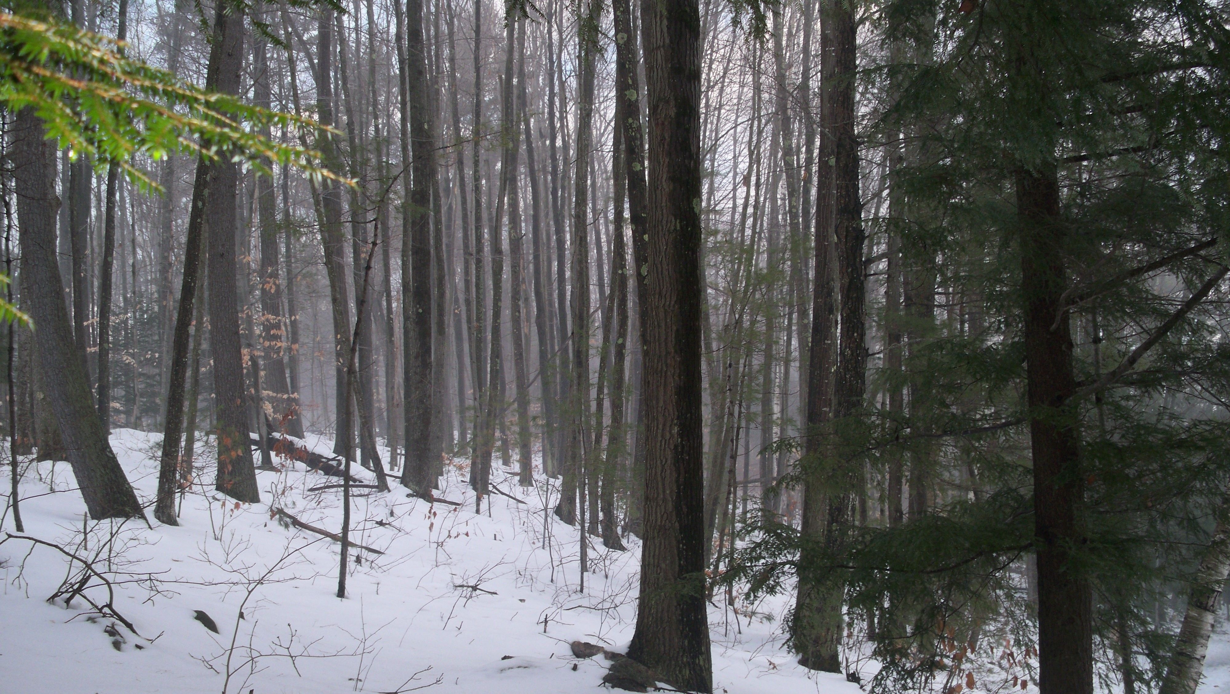 4000x2260 Forests: Goose Pond Forest New Hampshire Keene Dusk Hiking Wallpaper, Desktop