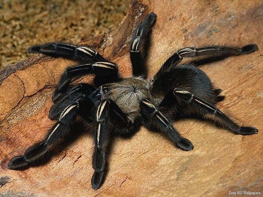 1030x770 Insect and spider tarantula wallpaper and image, Desktop