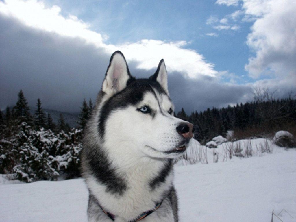 1030x770 Siberian Husky Wallpaper, Desktop