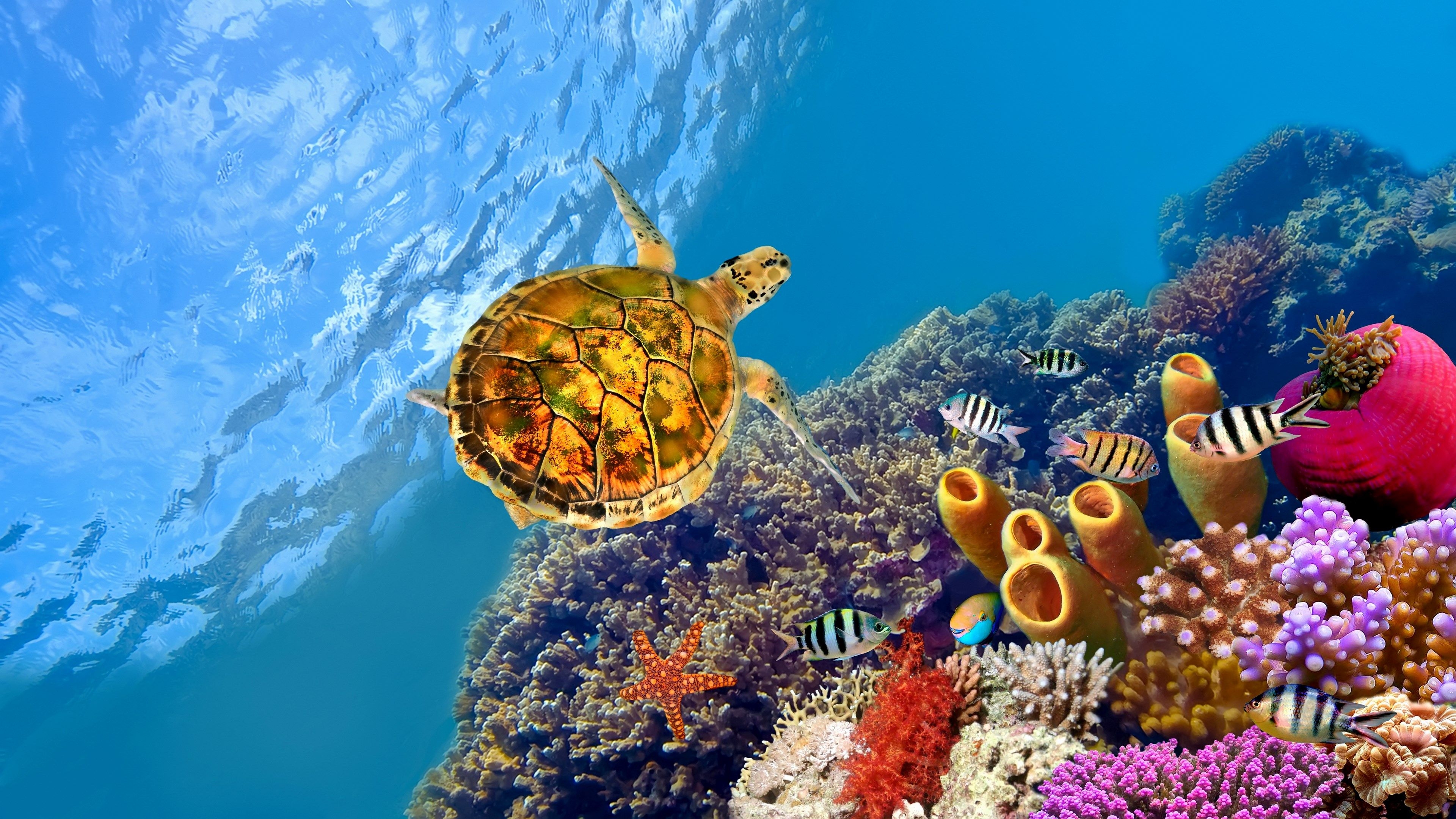 3840x2160 HD coral reef picture with turtle. Beautiful coral reef, Desktop