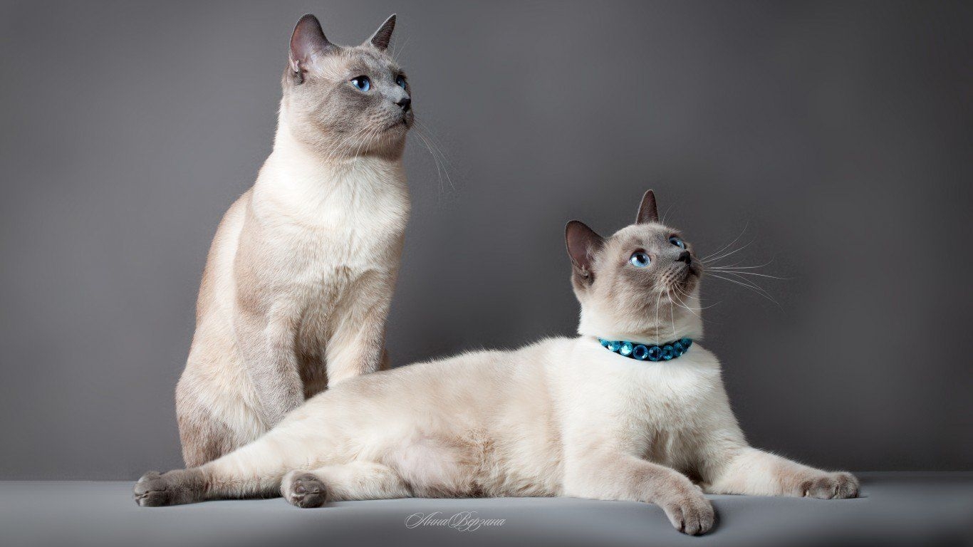 1370x770 Adorable Siamese Cat Wallpaper. Siamese cats, Cat wallpaper, Animals, Desktop