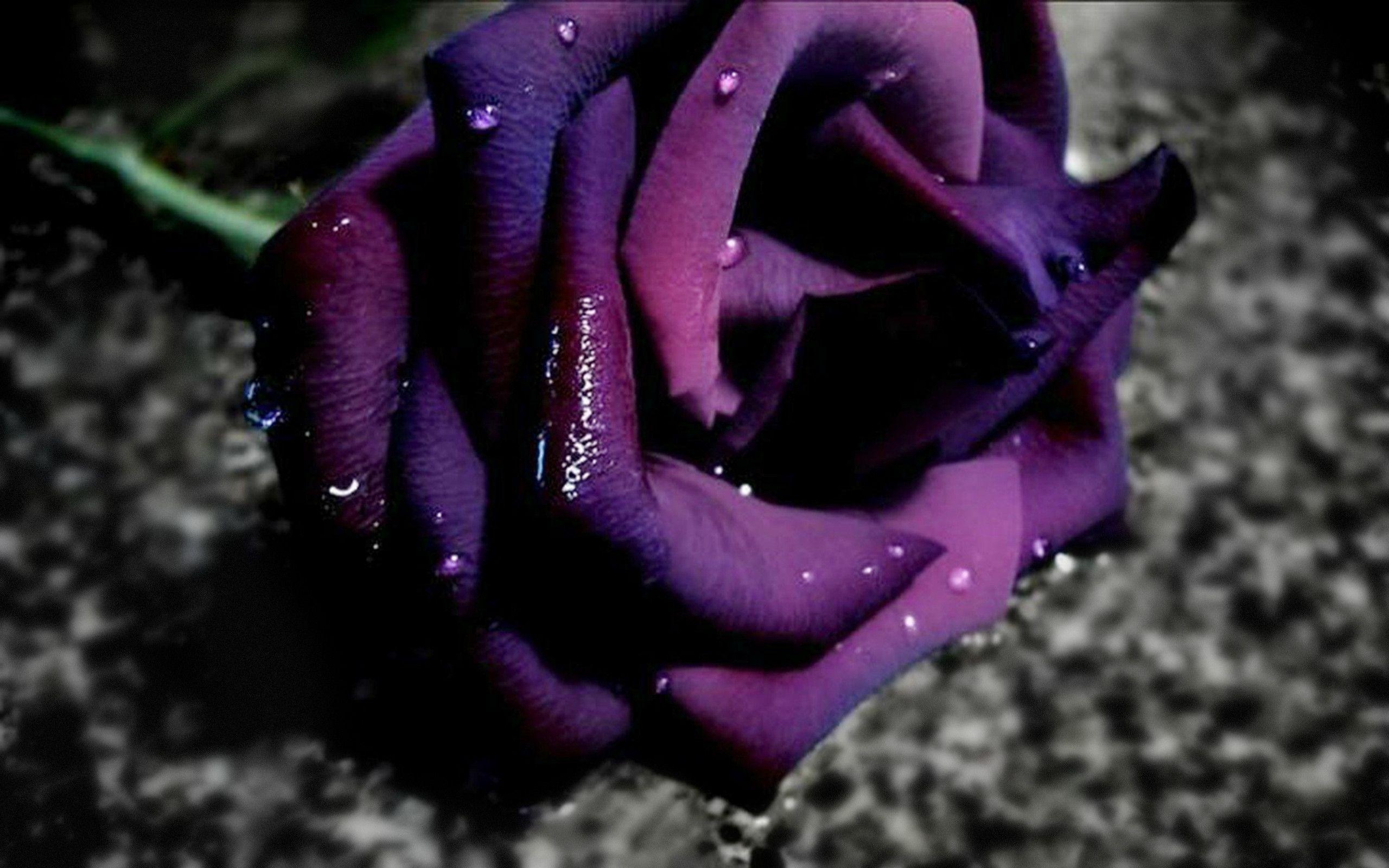 2560x1600 Flowers For > Dark Purple Rose Wallpaper, Desktop