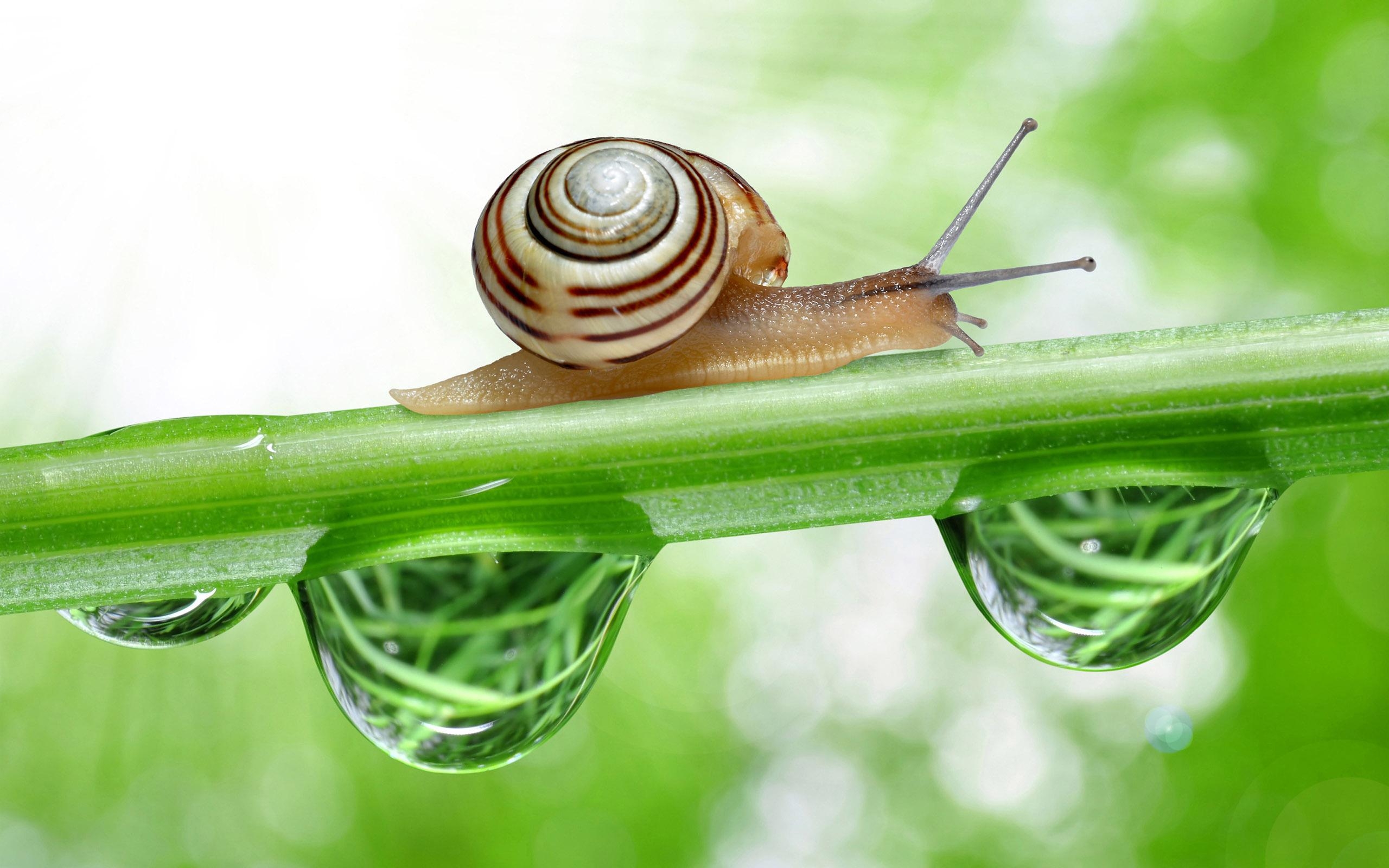 2560x1600 Ways to Get Rid of Snails & Slugs from Your Garden, Desktop