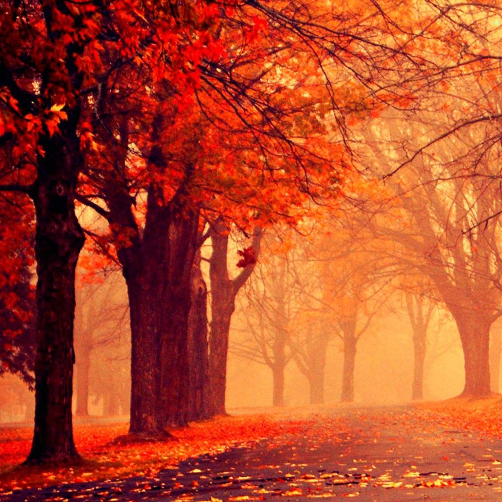 1030x1030 Autumn Wallpaper for iPad, Phone