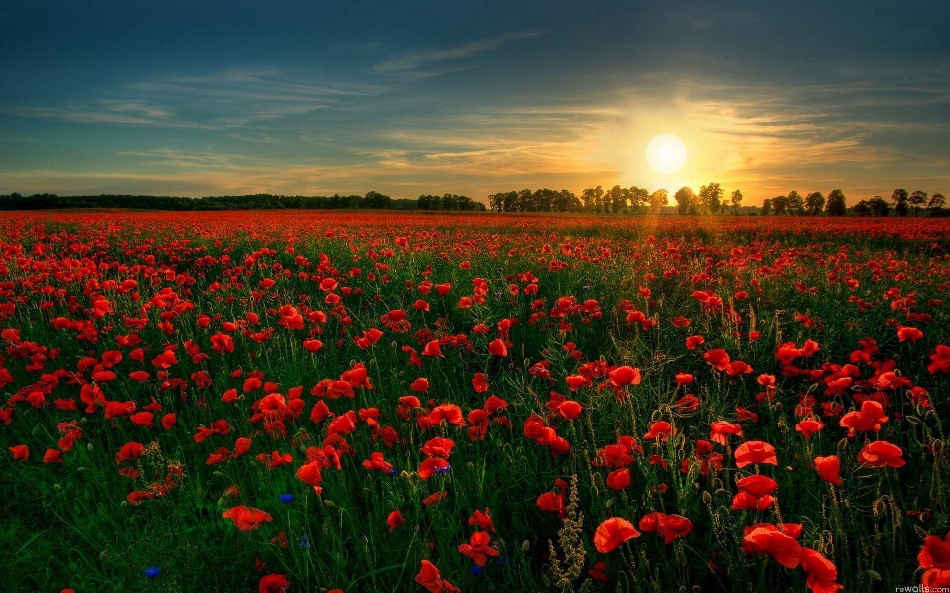 1920x1200 Red Flowers HD Wallpaper. Red Flowers Image, Desktop