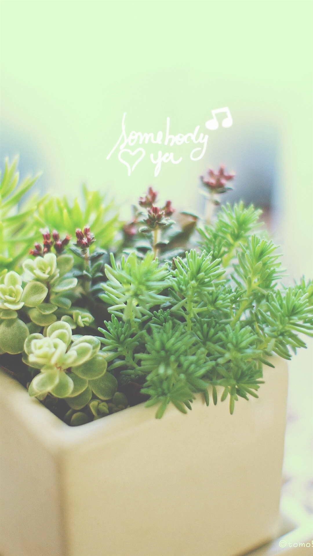 1080x1920 Nature Vitality Aesthetic Fleshy Plant Pot iPhone 8, Phone