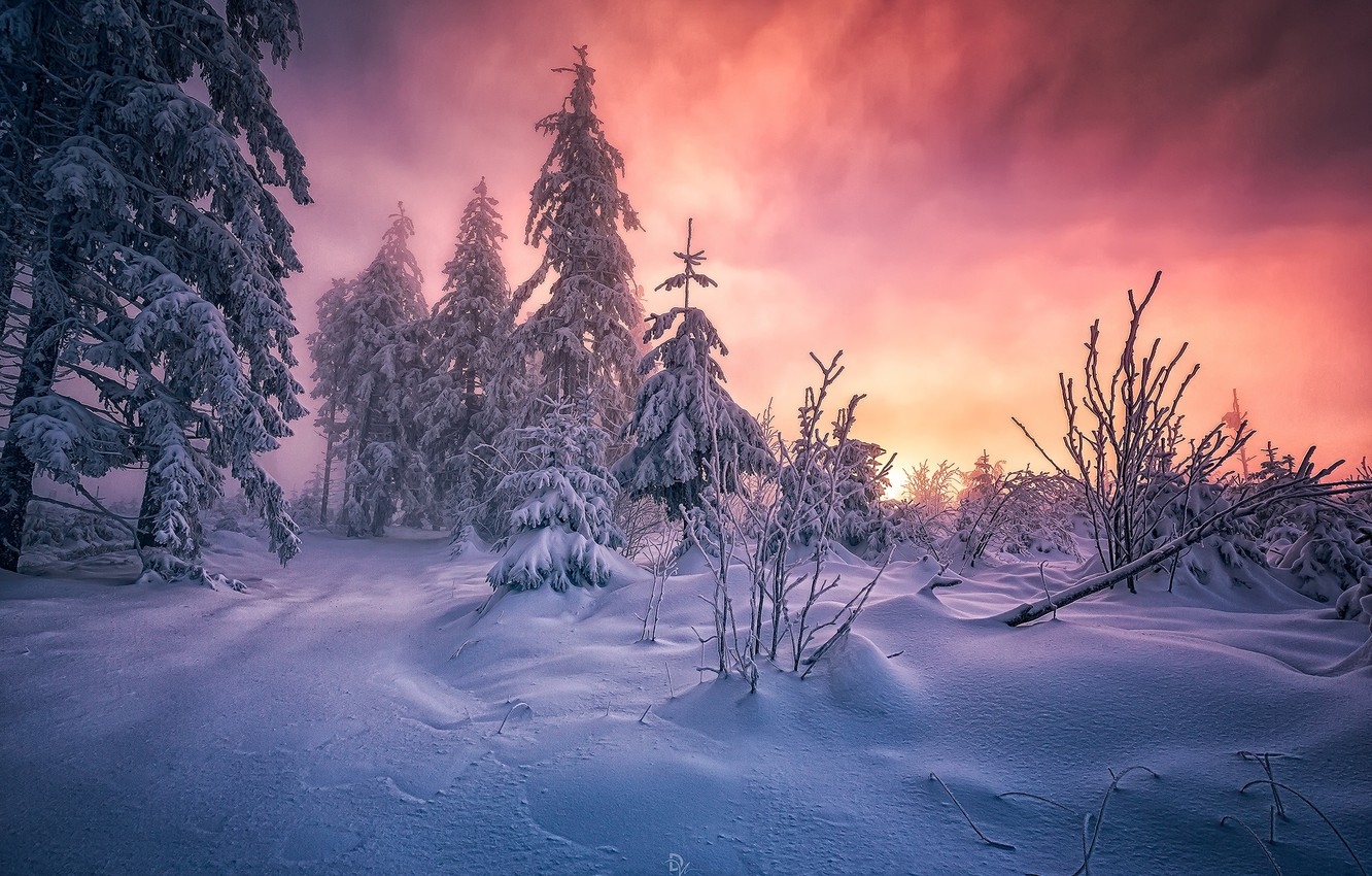 1340x850 Black Forest Winter Wallpaper, Desktop