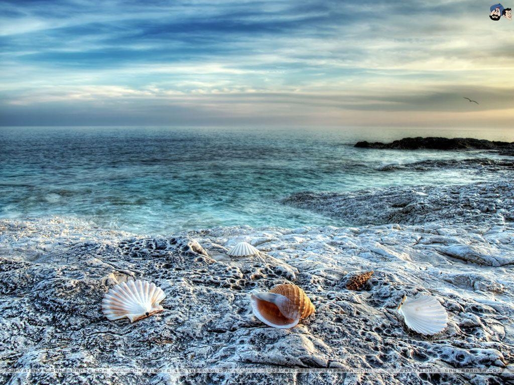 1030x770 Free Download Seashells HD Wallpaper, Desktop