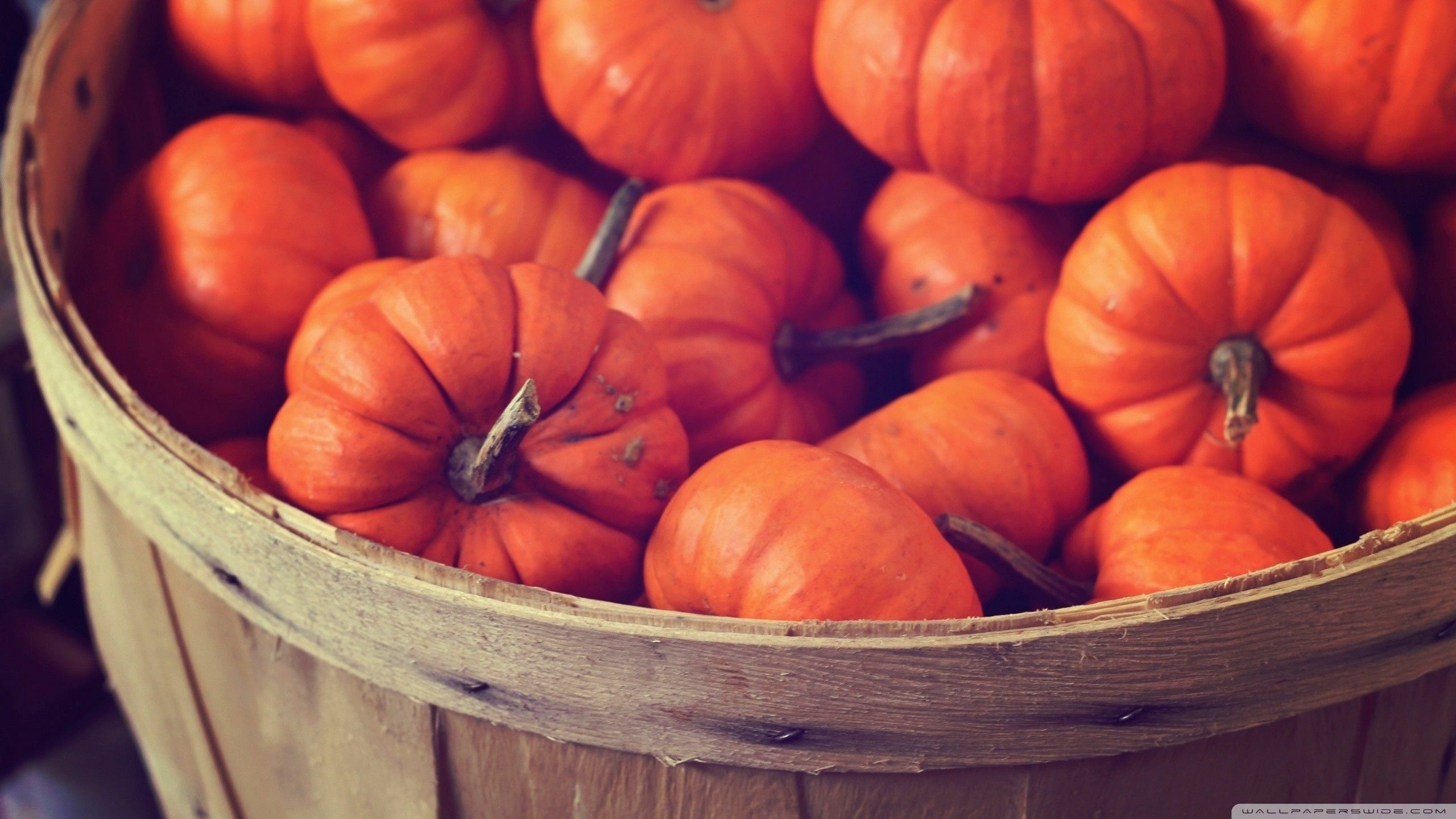 2560x1440 Pumpkins wallpaper [DOWNLOAD FREE], Desktop